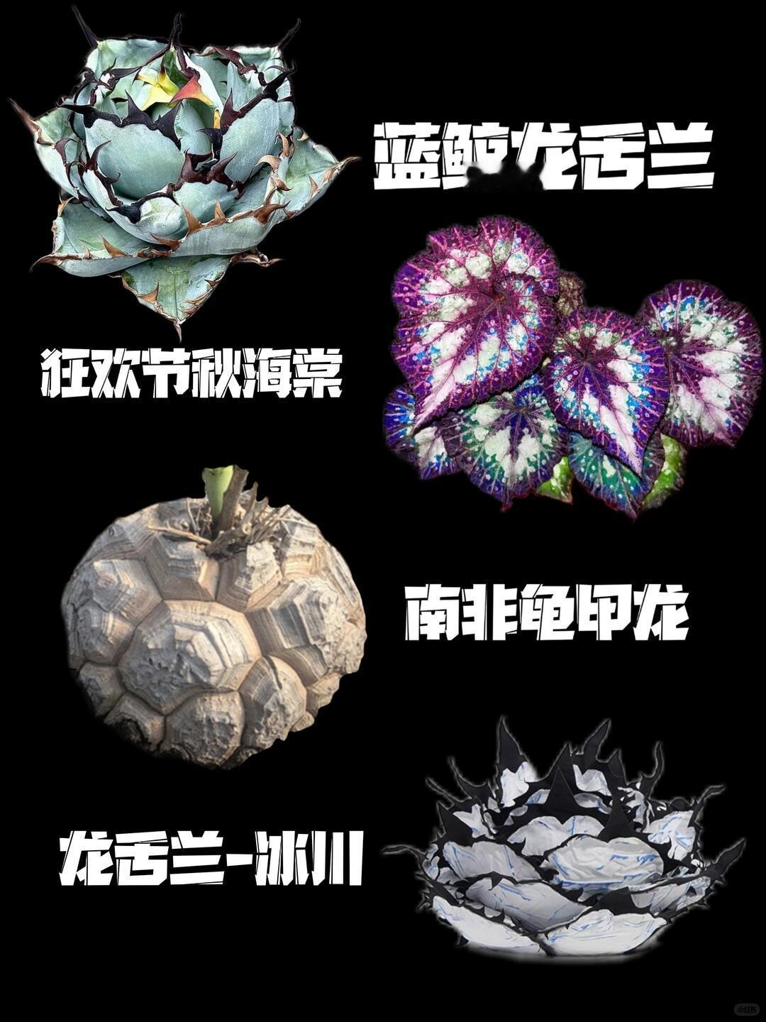 秋海棠能有多少种样子 它被称作断肠花，却从不是悲伤，而是把浓烈的思念，化作静静绽