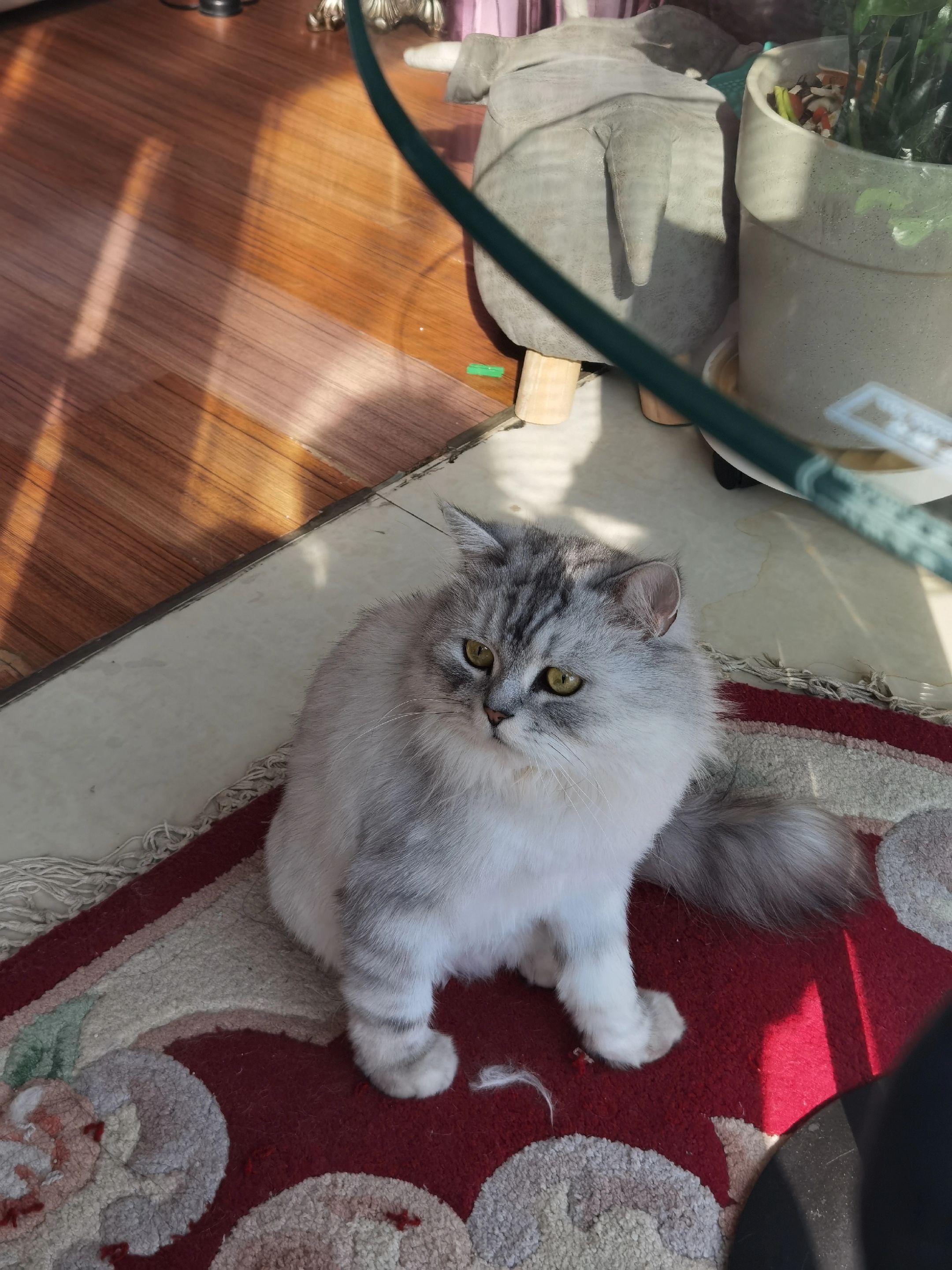 🐱🐱🐱🐱。谁家小猫这么站呀