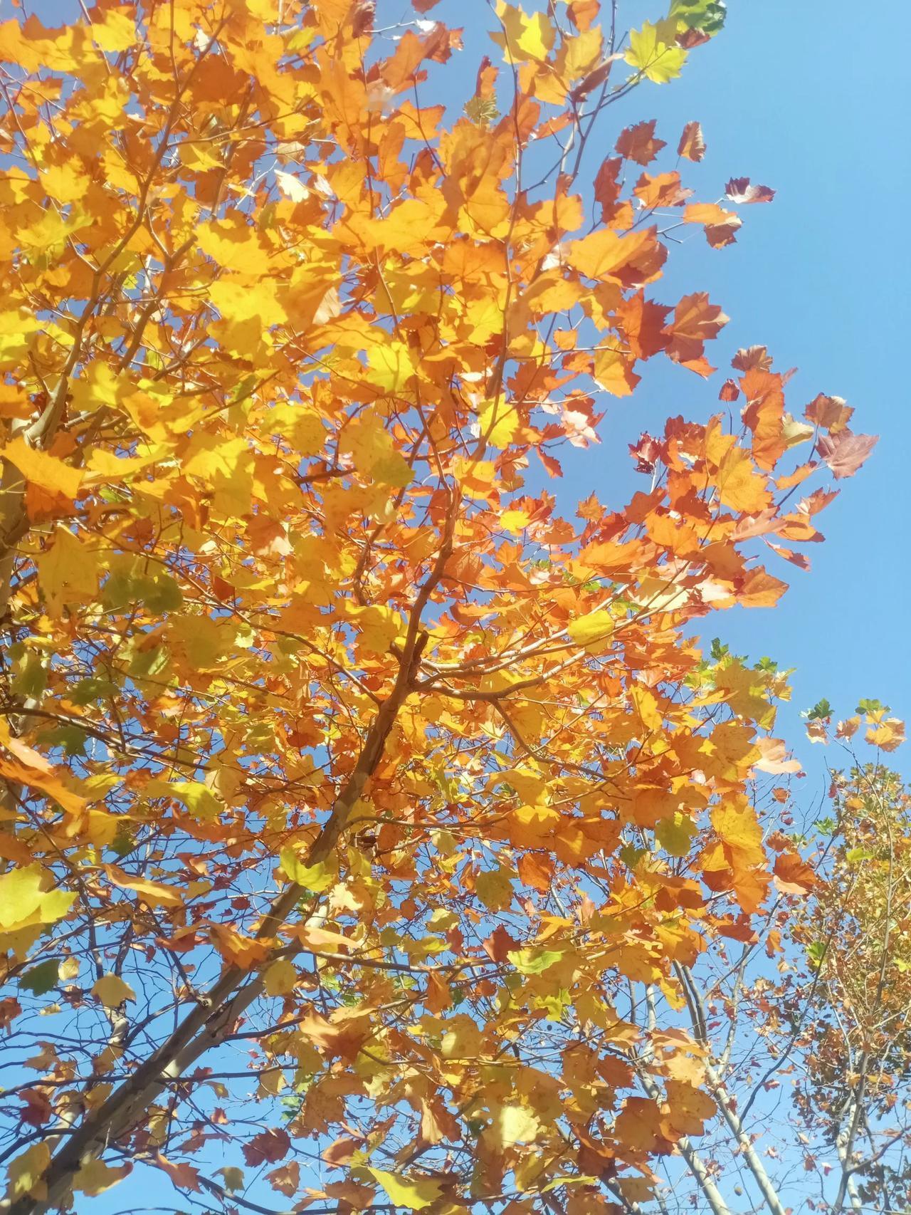 #可以分享一张秋景树叶的照片吗#