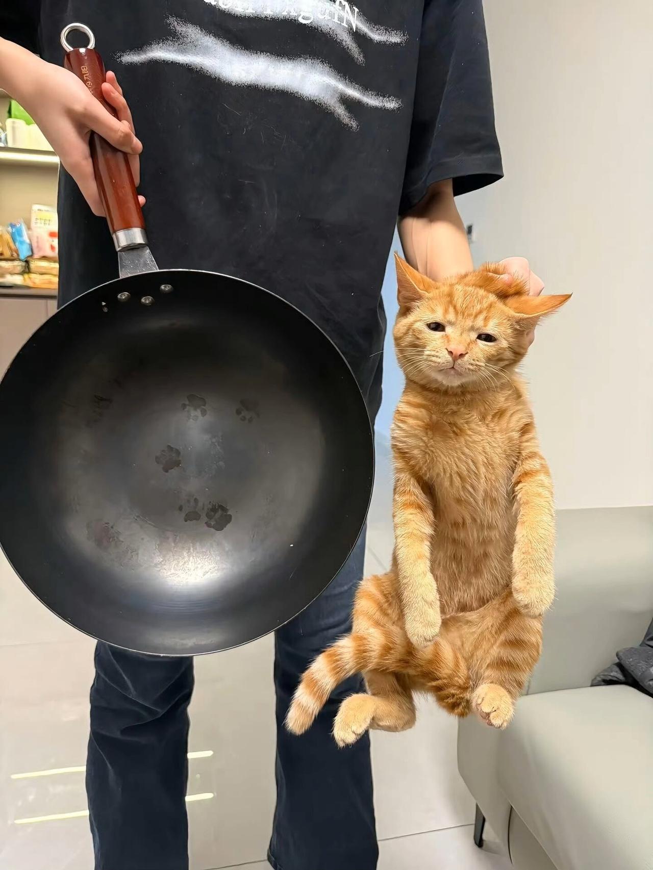 小猫犯错被抓包现场