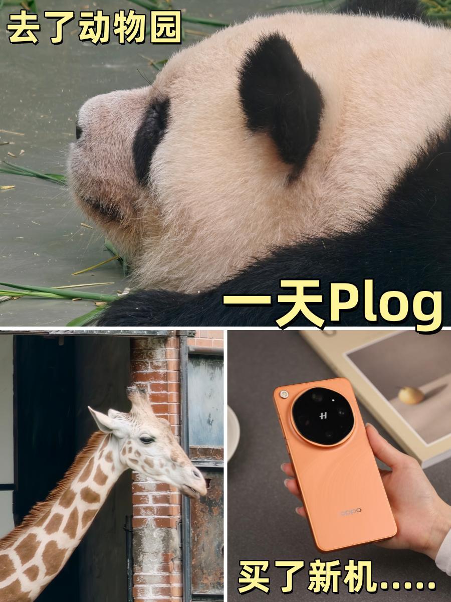 买手机+逛动物园 | I人这一天需要休息多久？
谁懂，本来出门的时候看到天气，心