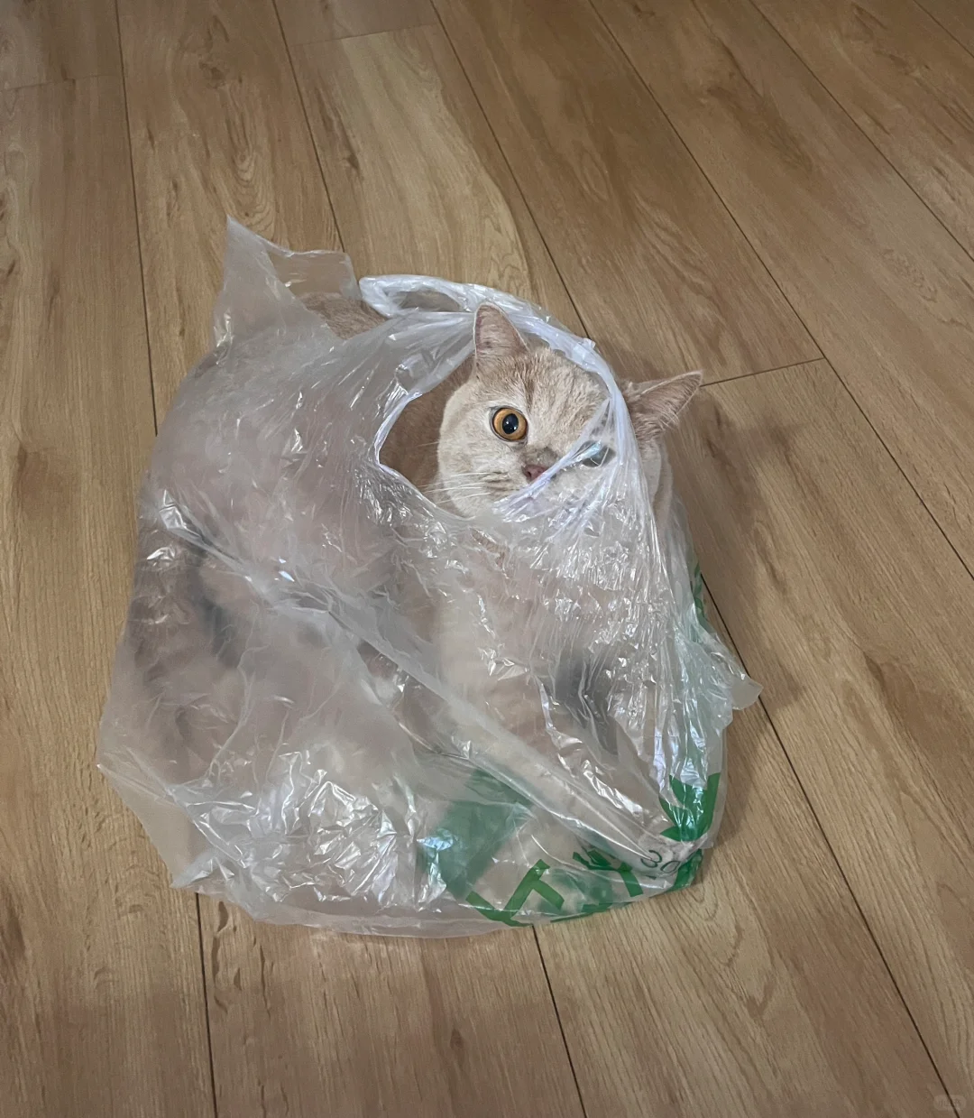 朴朴：30分钟猫咪快送