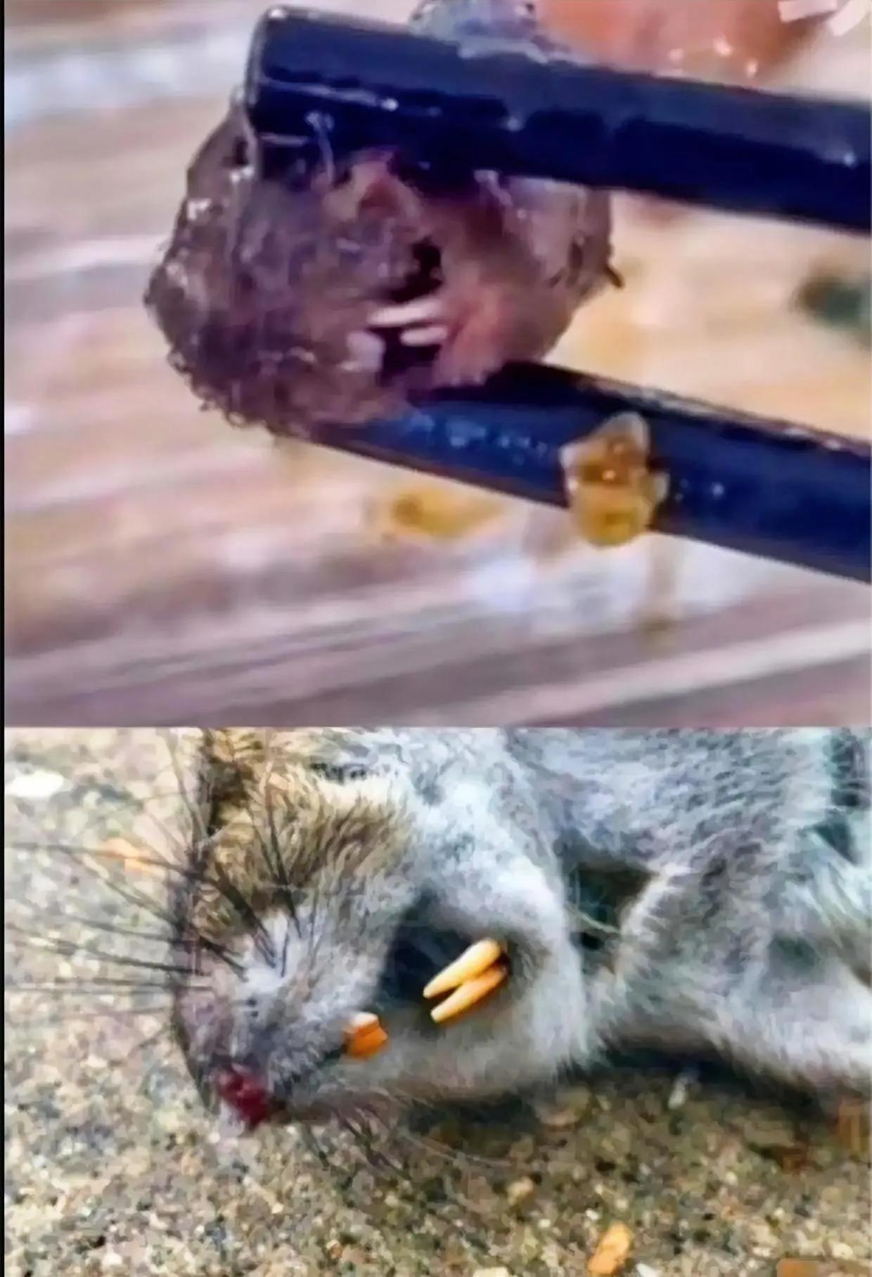 我们都知道那是鼠是鸭，看的不是结论，看的是笑话。鸭鼠之谜，不在于谜面，在于为什么