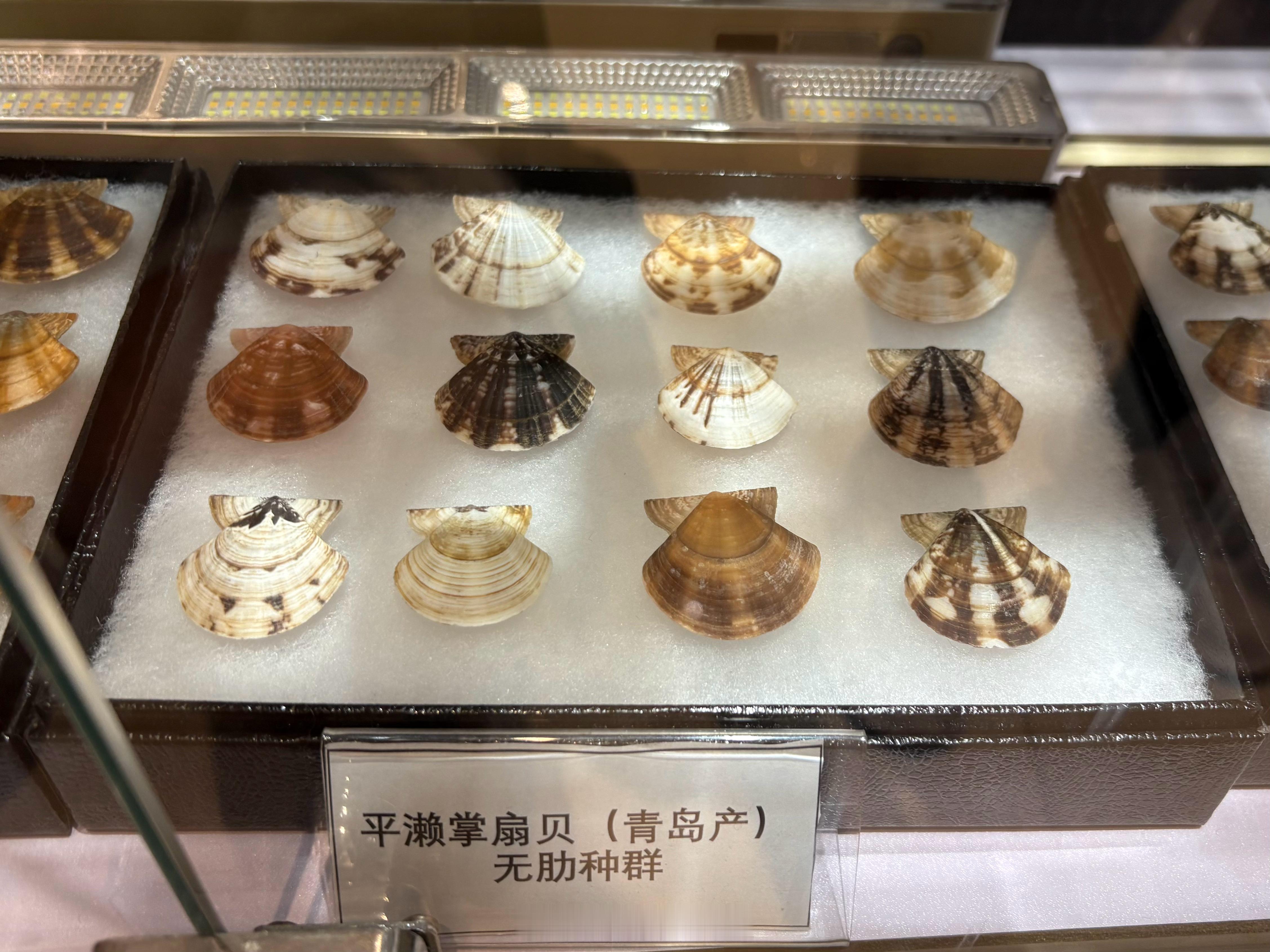 平濑掌扇贝/Volachlamys hirasei，在我国分布于黄、渤海及东海北