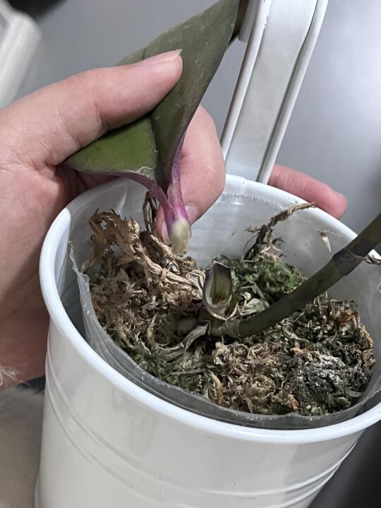 我宣布：蝴蝶兰赛道，卒