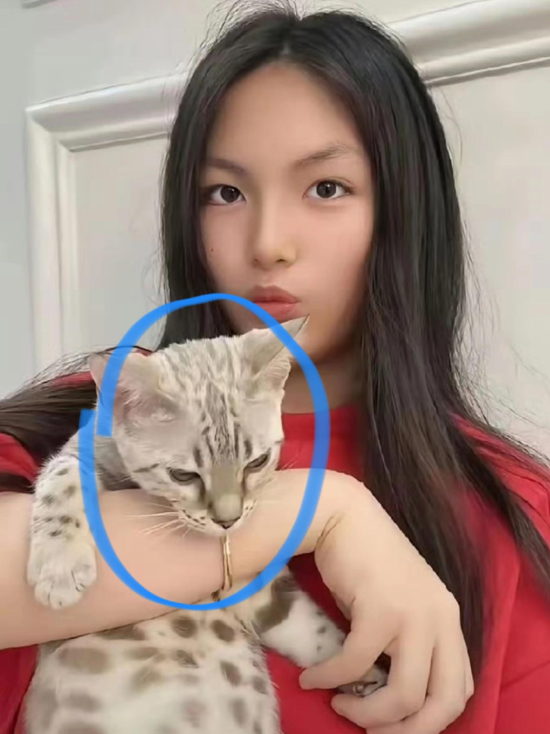 有没有懂猫的，李湘给王诗龄买的大玩具 