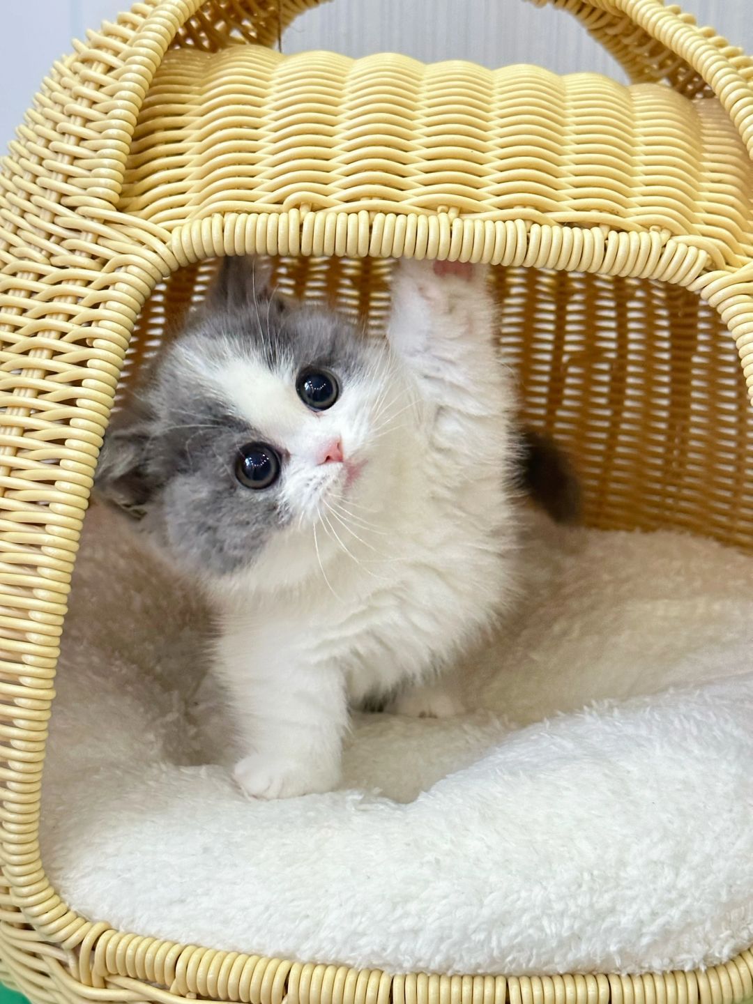 两只腿加起来好长呢 蓝白矮脚猫