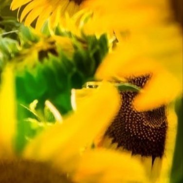 种植 🌻种植文案 向日葵种植指南 00001. 种子处理挑选颗粒饱满、无虫蛀、