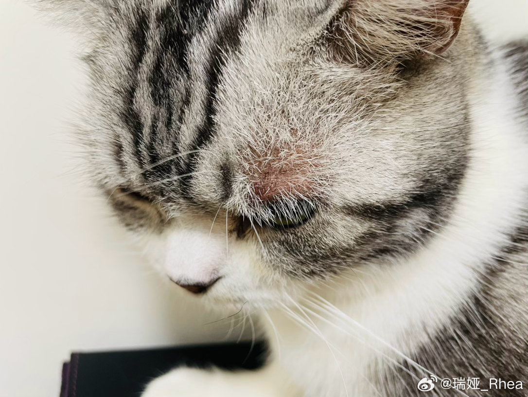小猪一低头眉毛就露出两个雷霆大包 