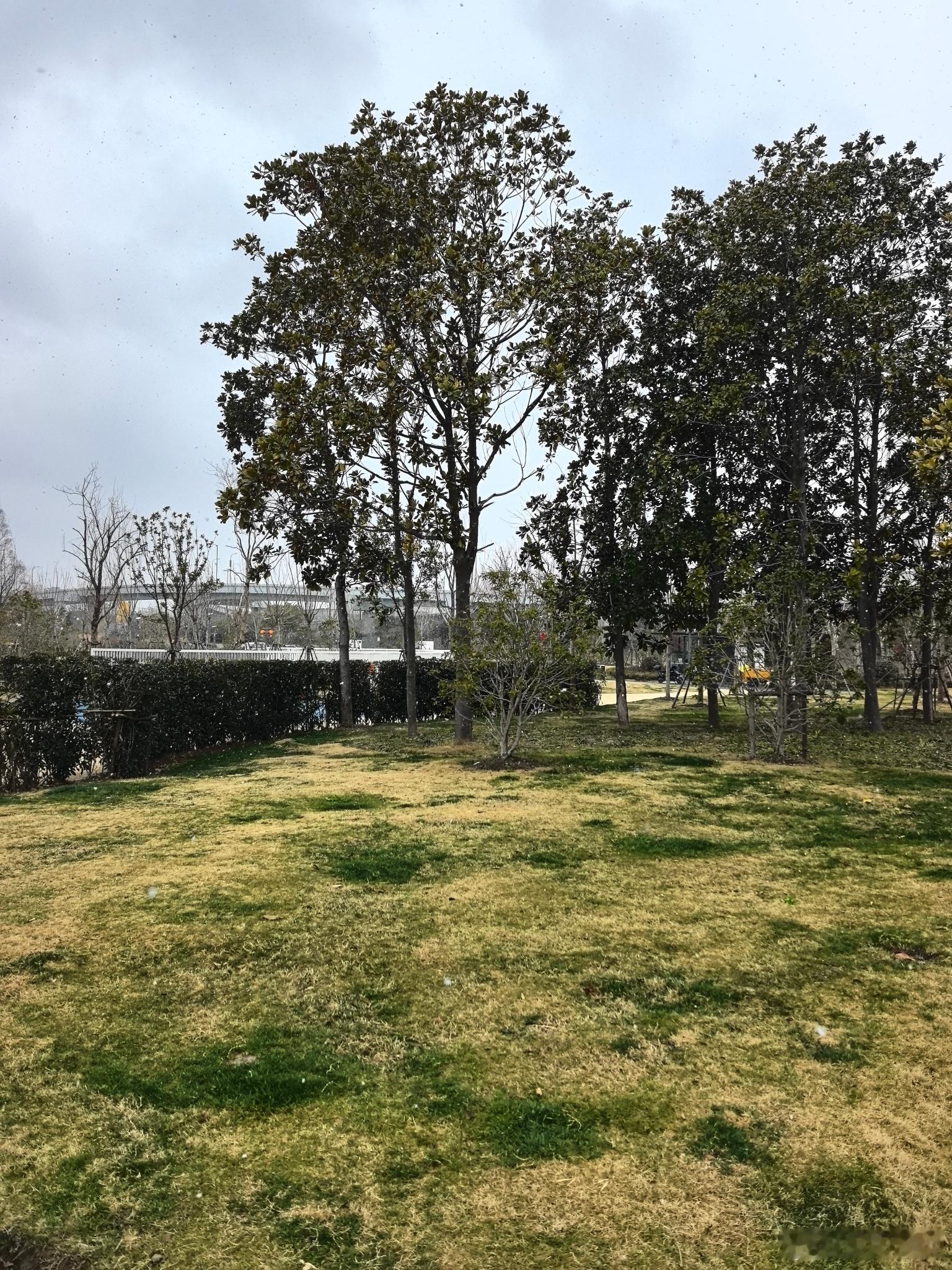 十多年了，上海就没有认认真真下过雪。可惜这个时候，上海的娃正在期末考试