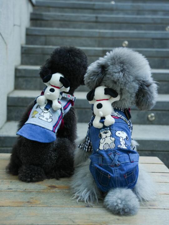 小狗到底要怎么拍怎么调