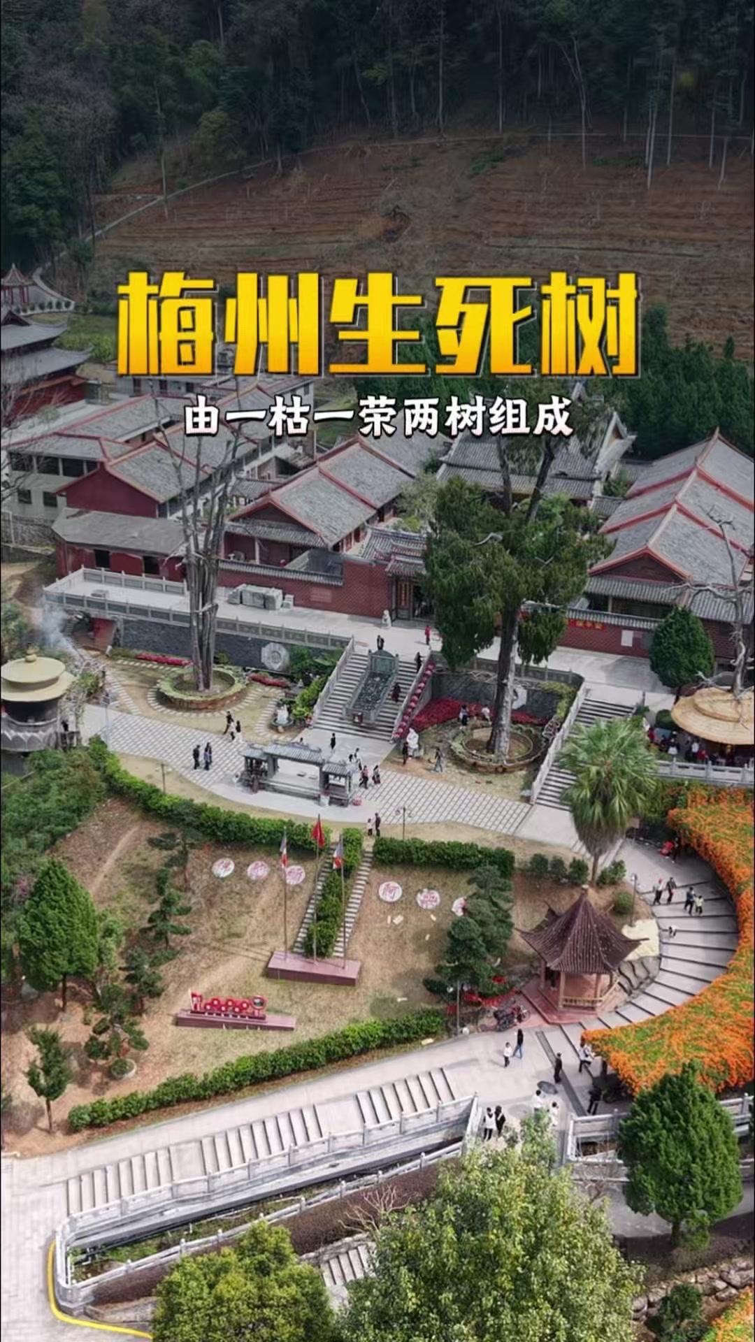 🌳这棵神奇的生死树由一枯一荣两部分组成，相伴走过了千年时光。
左侧树木已经枯死