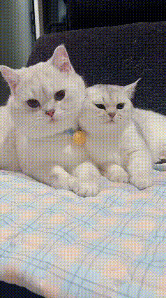 看完这段视频，小奶猫格外黏人，整日依偎在猫爸爸身边，不停地用脑袋蹭猫爸爸的下巴撒