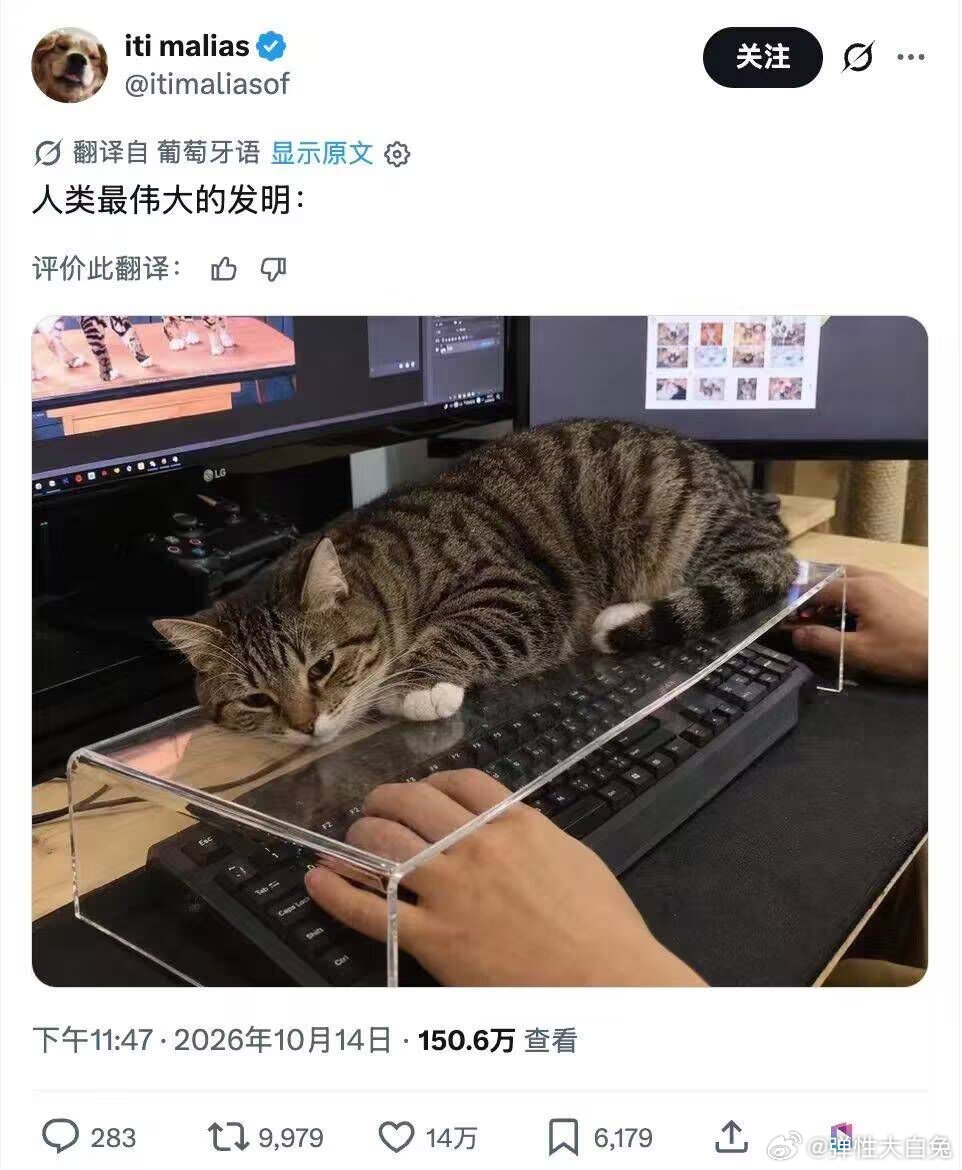 老板你这也防不了猫啊 ​​​