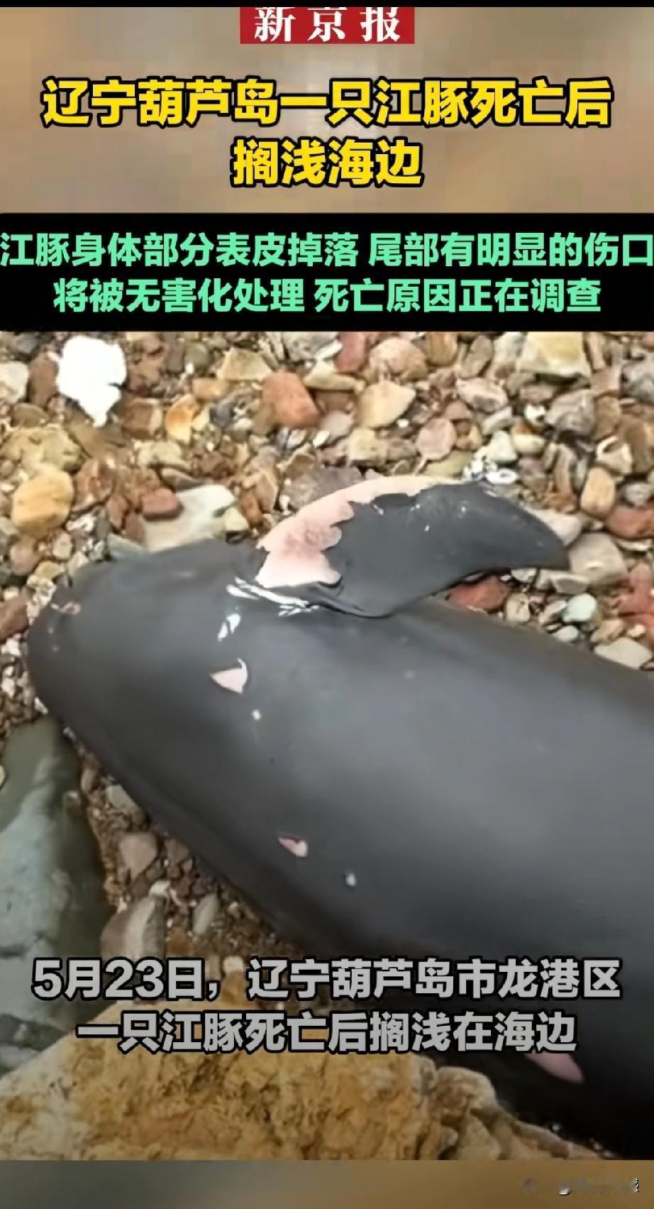 江豚搁浅身亡，看着真让人心疼！5月23日，辽宁葫芦岛的海边，一只江豚死了之后被冲