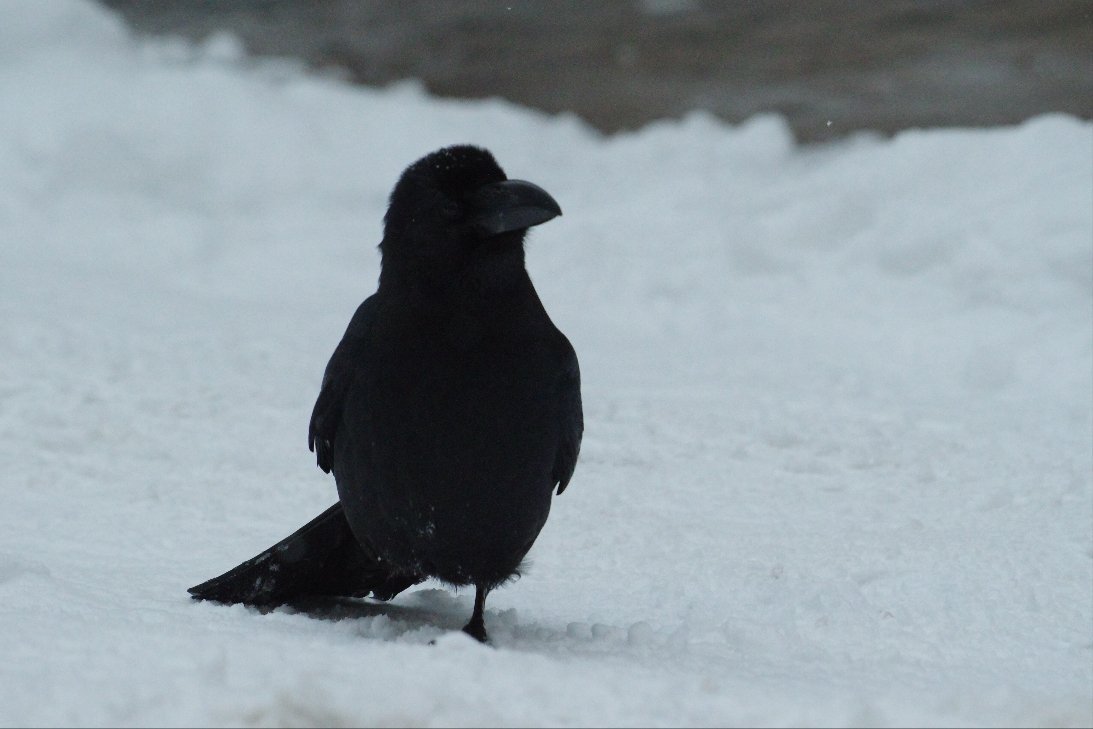 雪中鸦鸦❤【推：crow_research】 