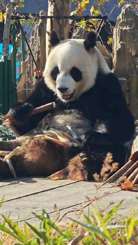 大熊猫妙音。一根儿接一根儿