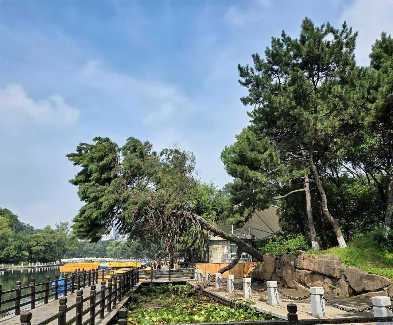 连日暴雨，抚顺市劳动公园附近大树倾倒，看着挺揪心的！