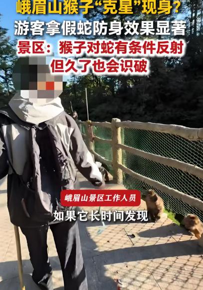 四川乐山，一游客被猴子欺负久了，竟掏出一条假蛇“反击”，效果立竿见影——猴群看见