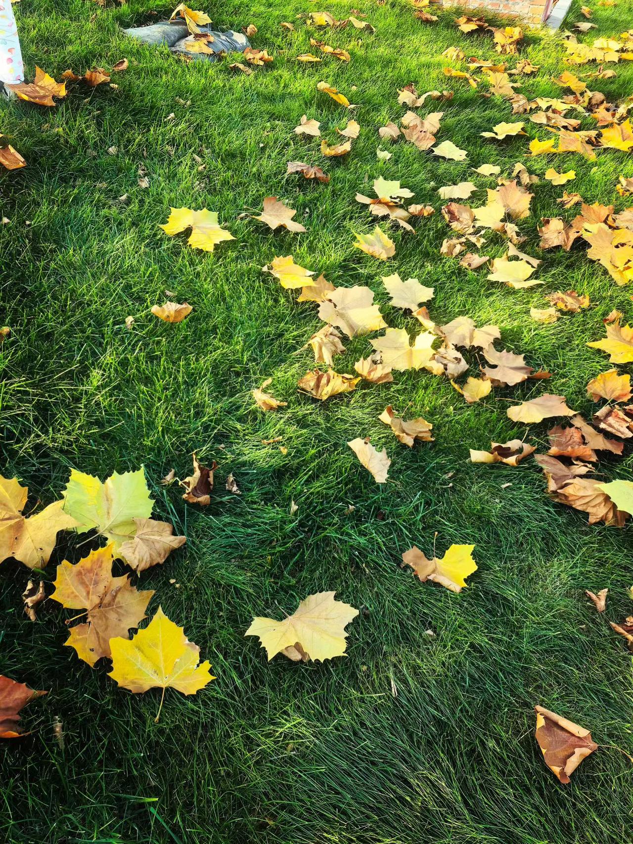满纸荒唐言，一舞尽悲欢。
昨天是周末，北京天空晴朗，儿媳陪孙女骑车10公里，在北