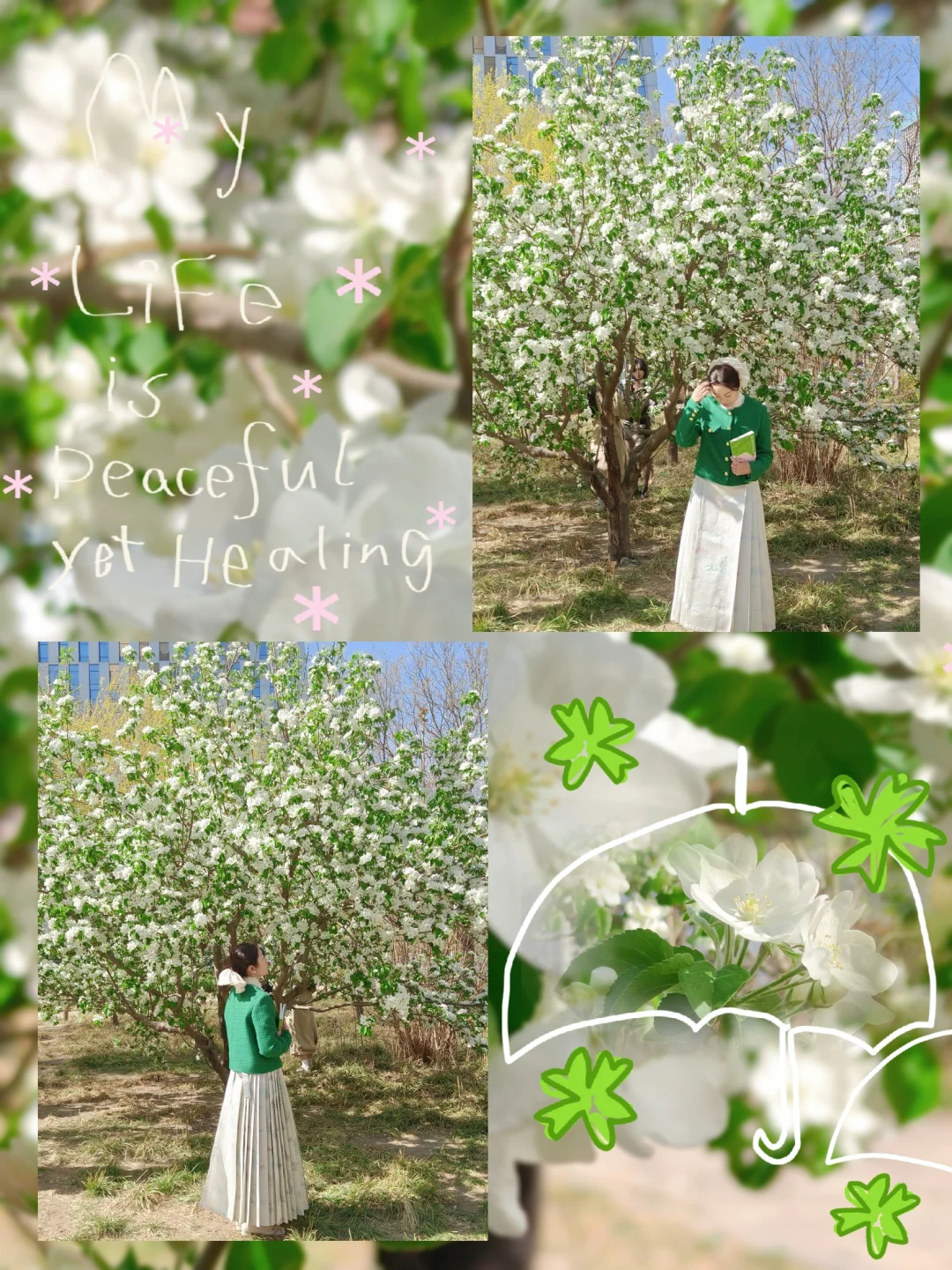 我愿称这片白海棠花🌸是天津顶流