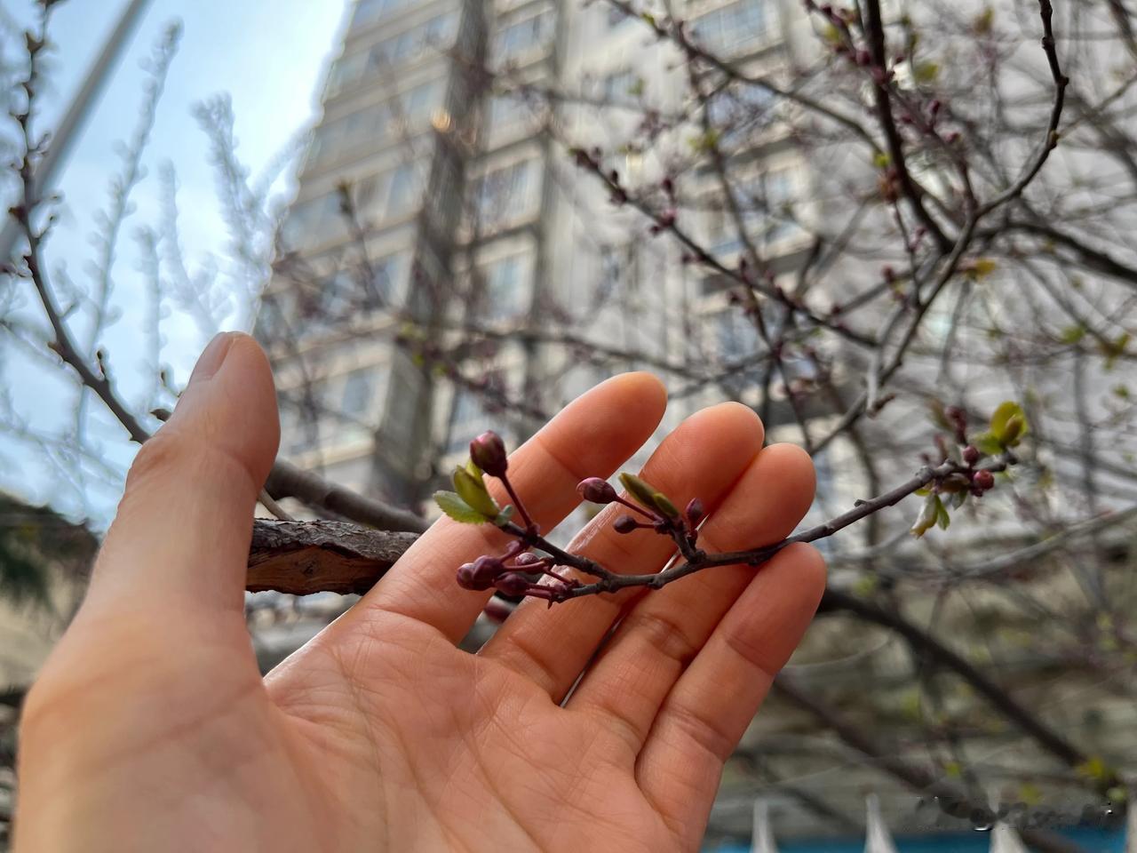 春天就是这样一个繁花烂漫的季节，西安长安街边随处可见一簇簇含苞待放的花苞，带给人