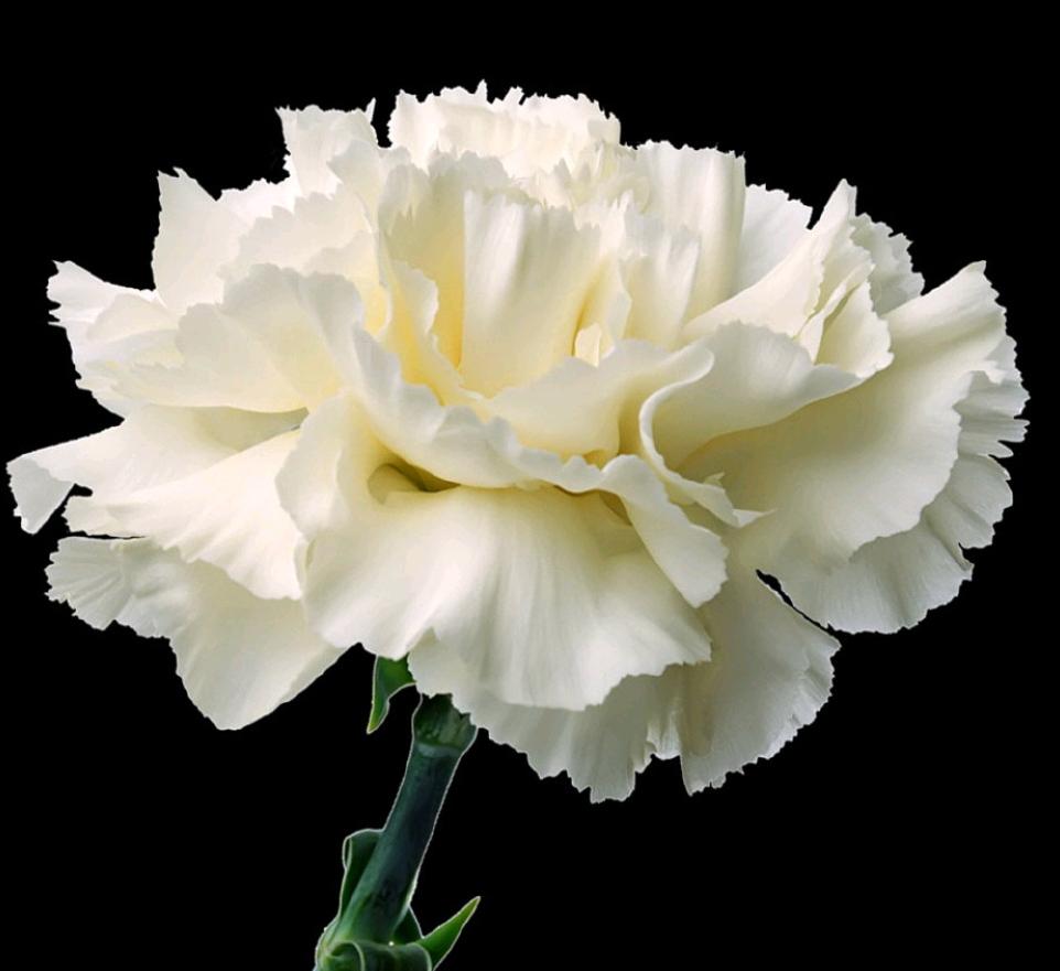 今日头条爆款文章：《周年祭》
——写给父亲

梧桐叶又开始落了
在您松手的第36