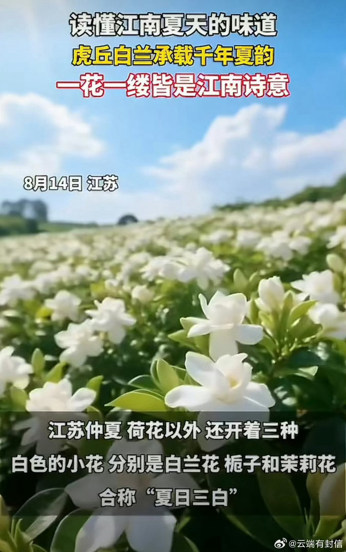 江苏的夏日浪漫是阿婆篮子里的白兰花江苏盛夏独有的温柔，是街边阿婆竹篮盛放的白兰花