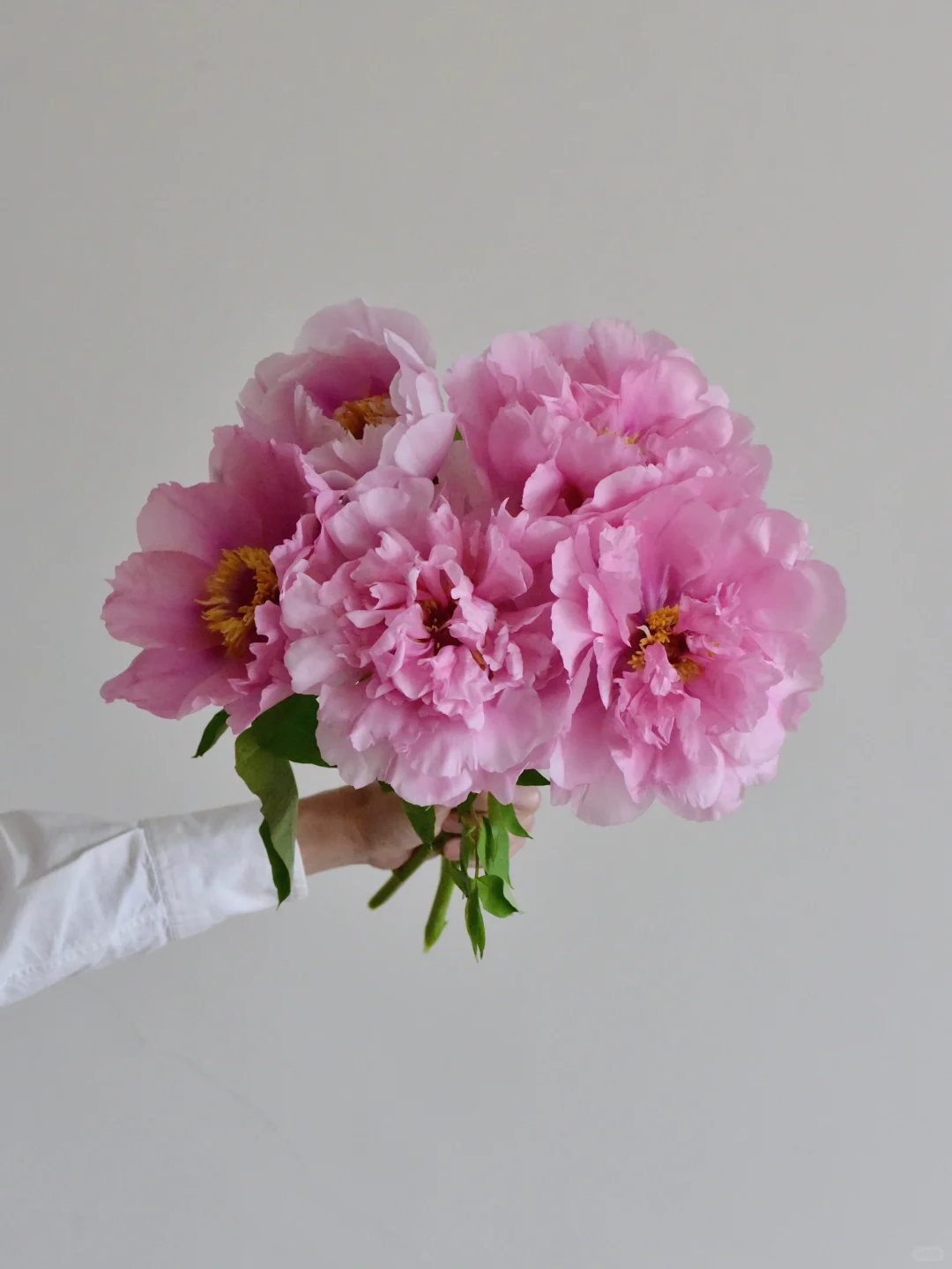 牡丹·姊妹游春