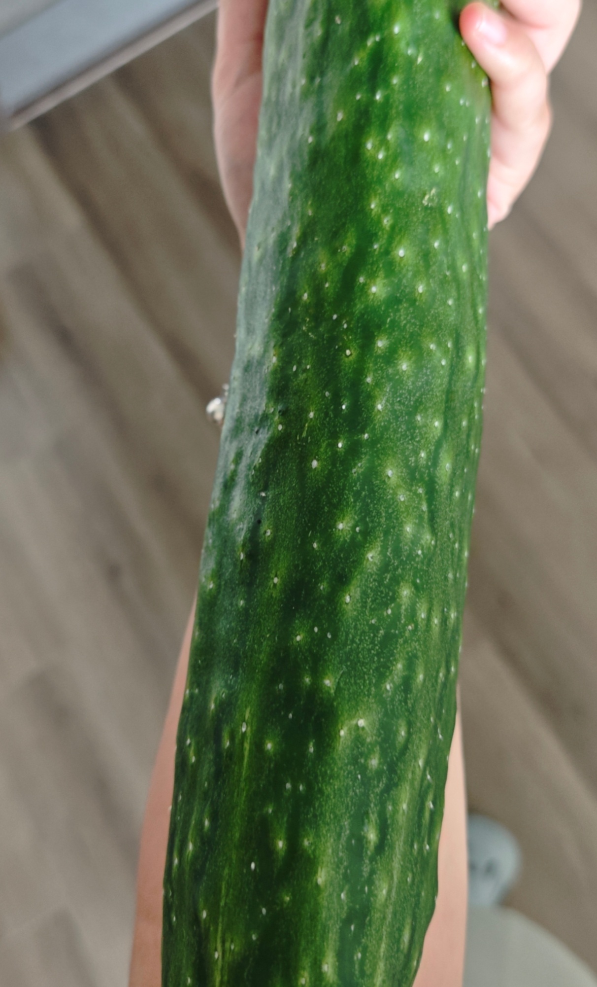 老爷从小院拿回来的黄瓜...比手腕粗和小臂一样粗