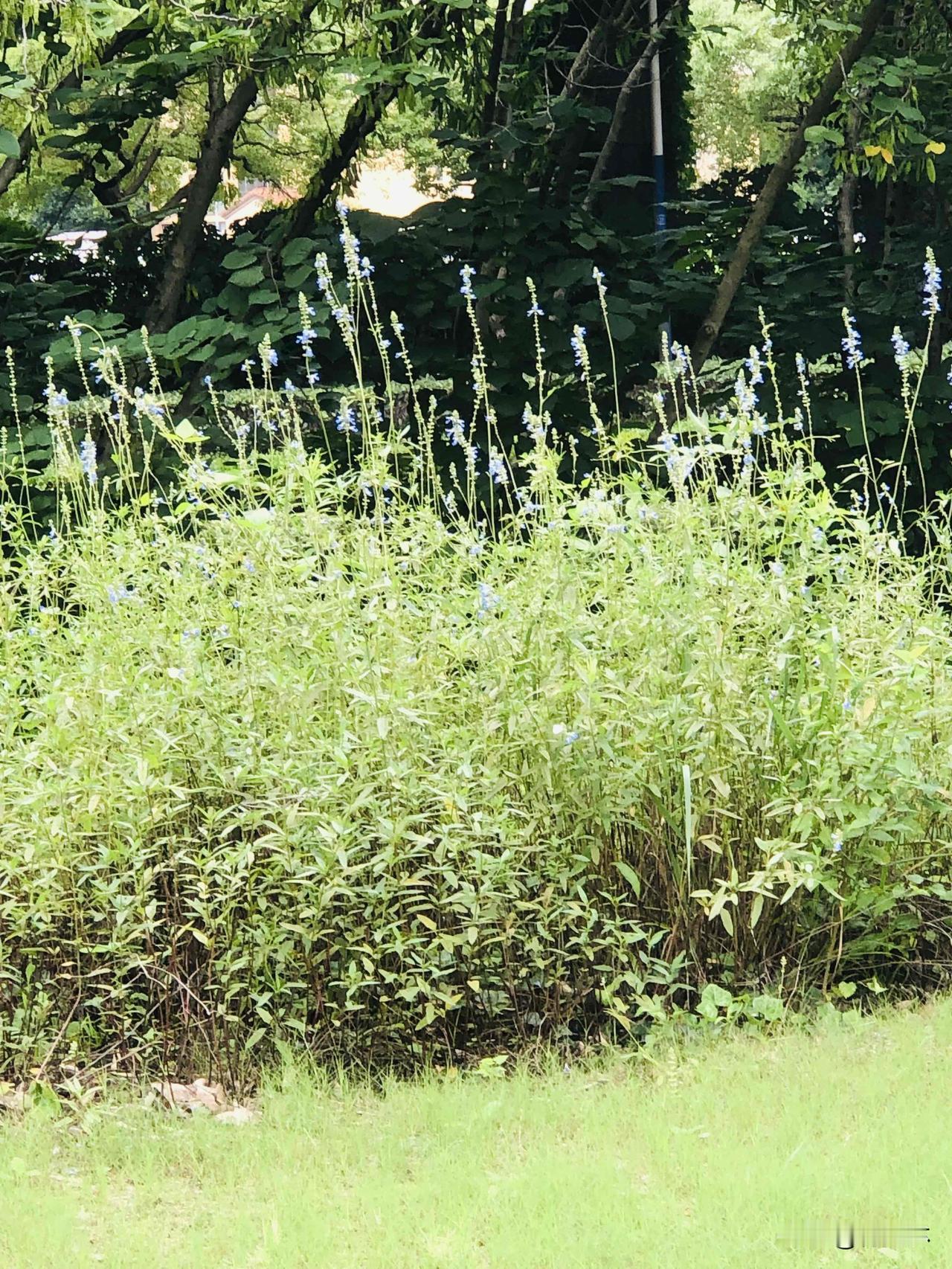 夏日随手拍今天跑步看到路边一片蓝花鼠尾草，清新淡蓝小花一丛丛竖在绿叶间，看着格外