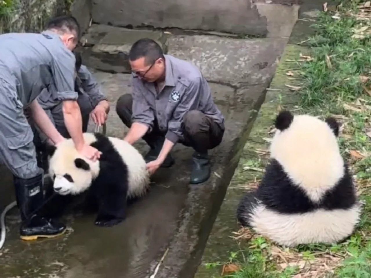 笑死！第一次看到熊猫皱眉！渝爱：大小姐为什么要洗澡（气鼓鼓） ​​​