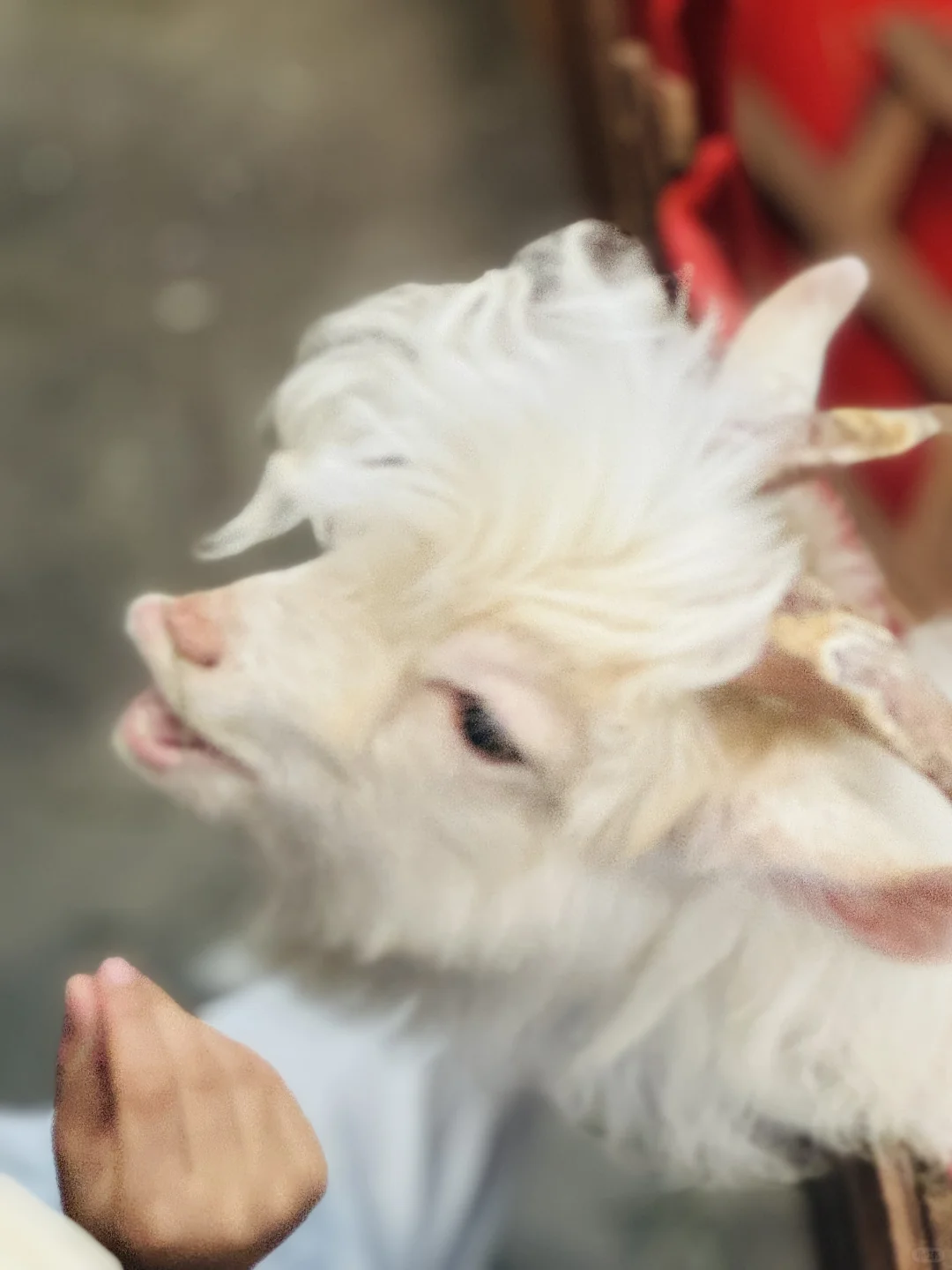 中秋节台风天室内能去哪 | 南京宠物博览会