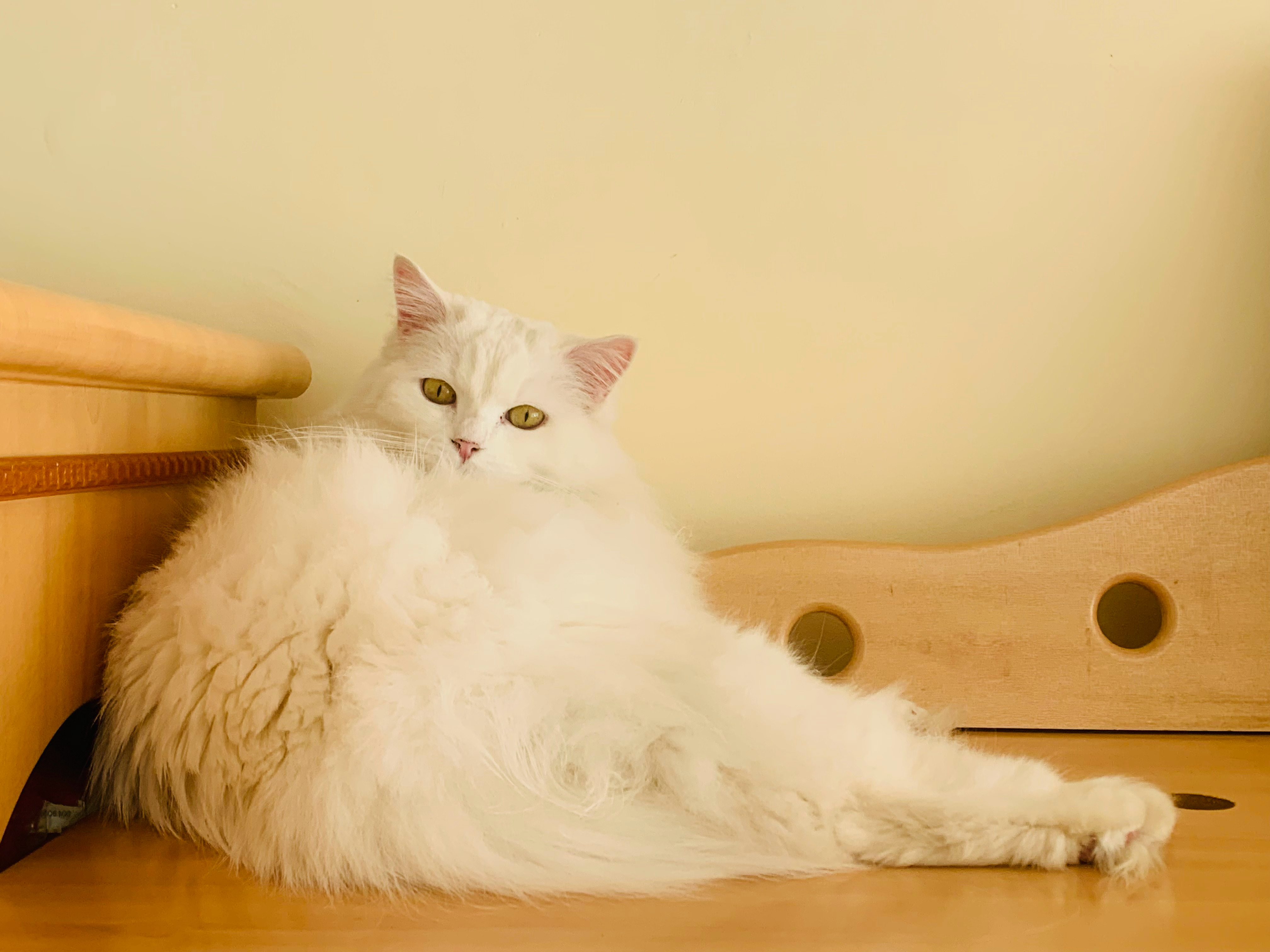 呜呜呜想念家中美猫…… 