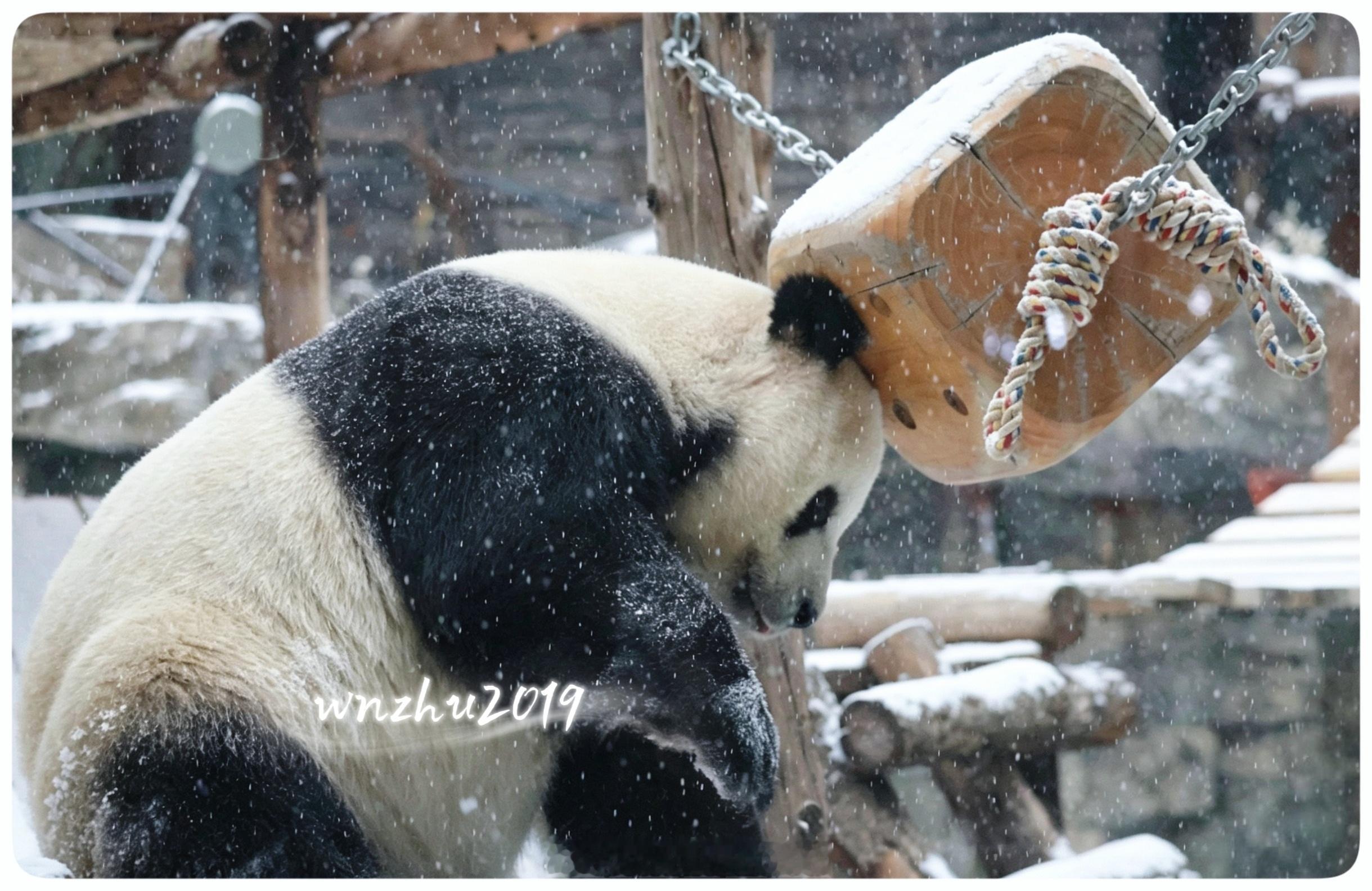 大熊猫萌大 雪天的哒哒 