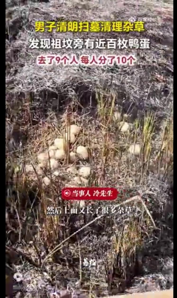 江西九江，冷先生一家清明扫墓。祖坟周围杂草丛生，家人用火清理后，意外发现坟旁散落