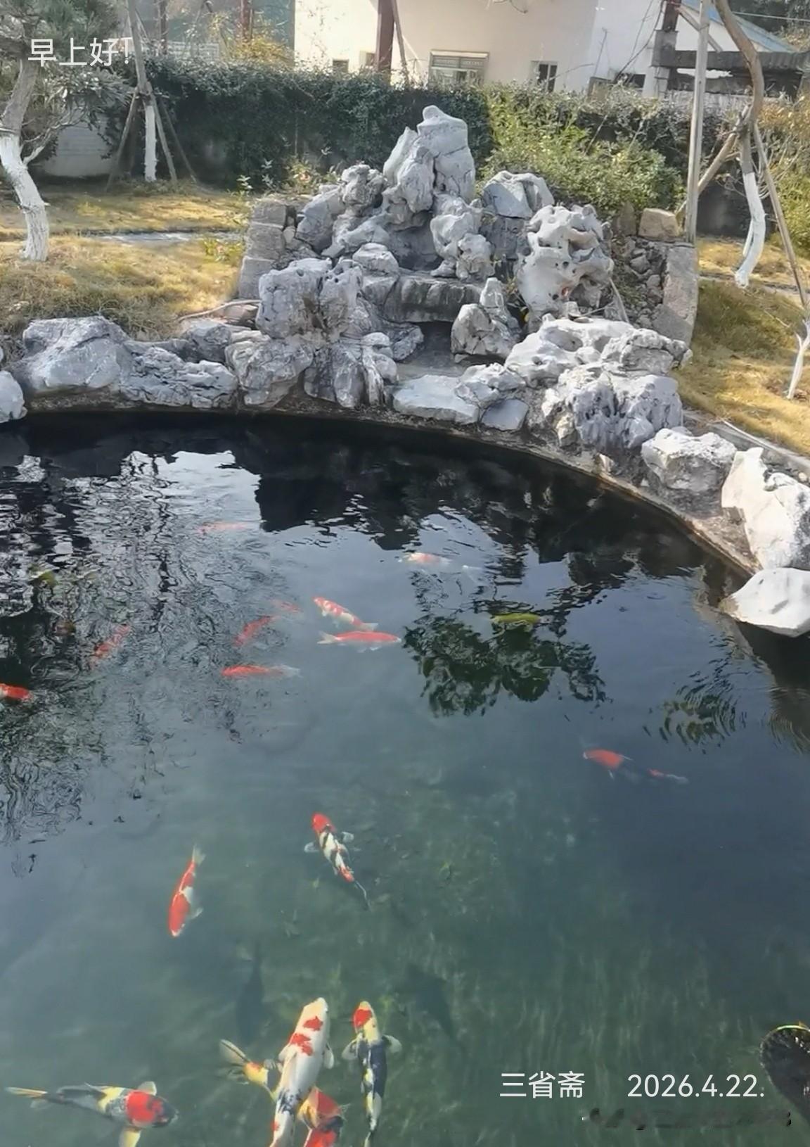 春日生活打卡季春日鱼乐图！