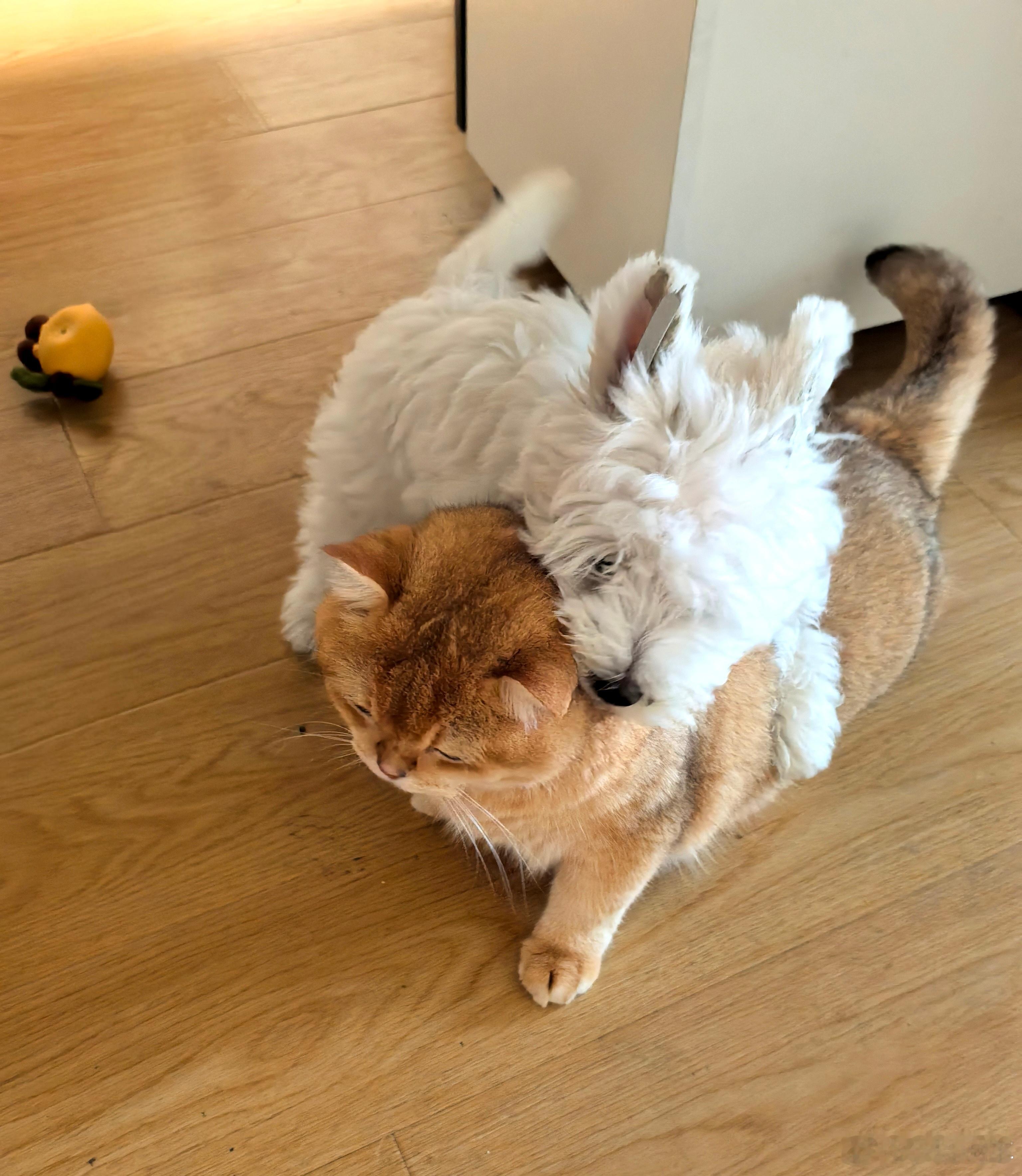 小狗趴在猫猫身上，猫猫一脸生无可恋，仿佛在说"你快下去啊"“快管管它”，这画面也