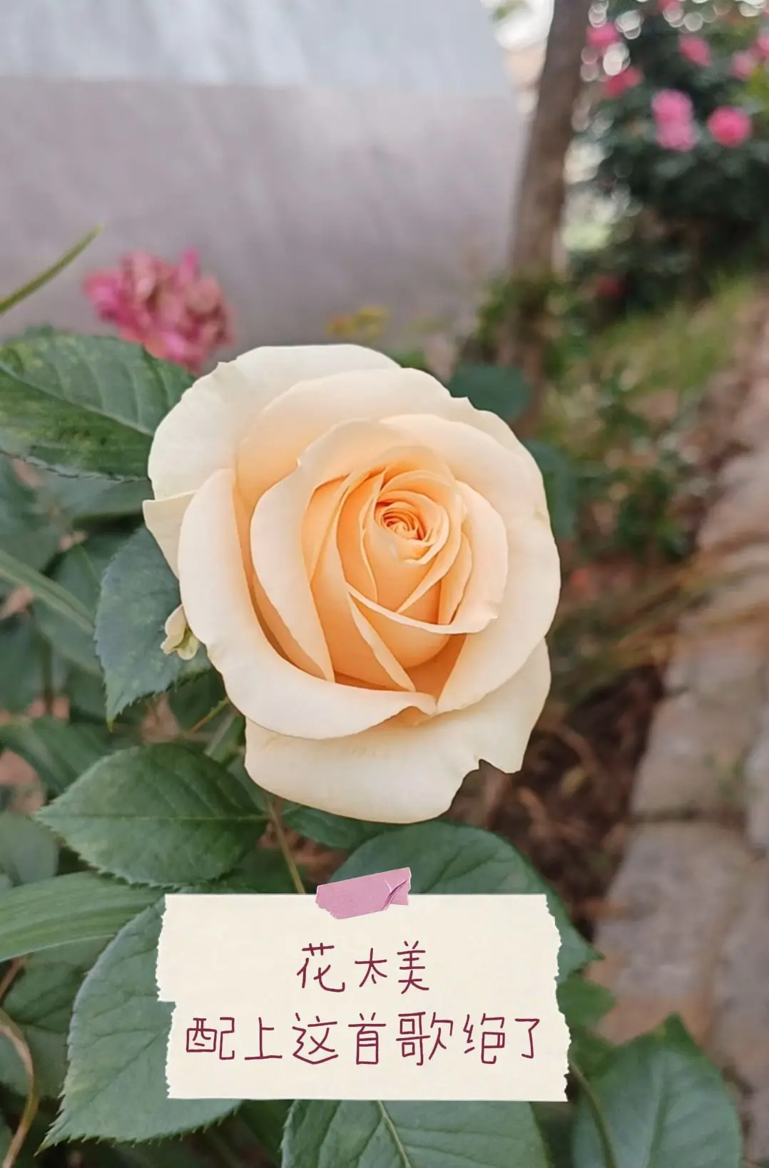 花开富贵好运来