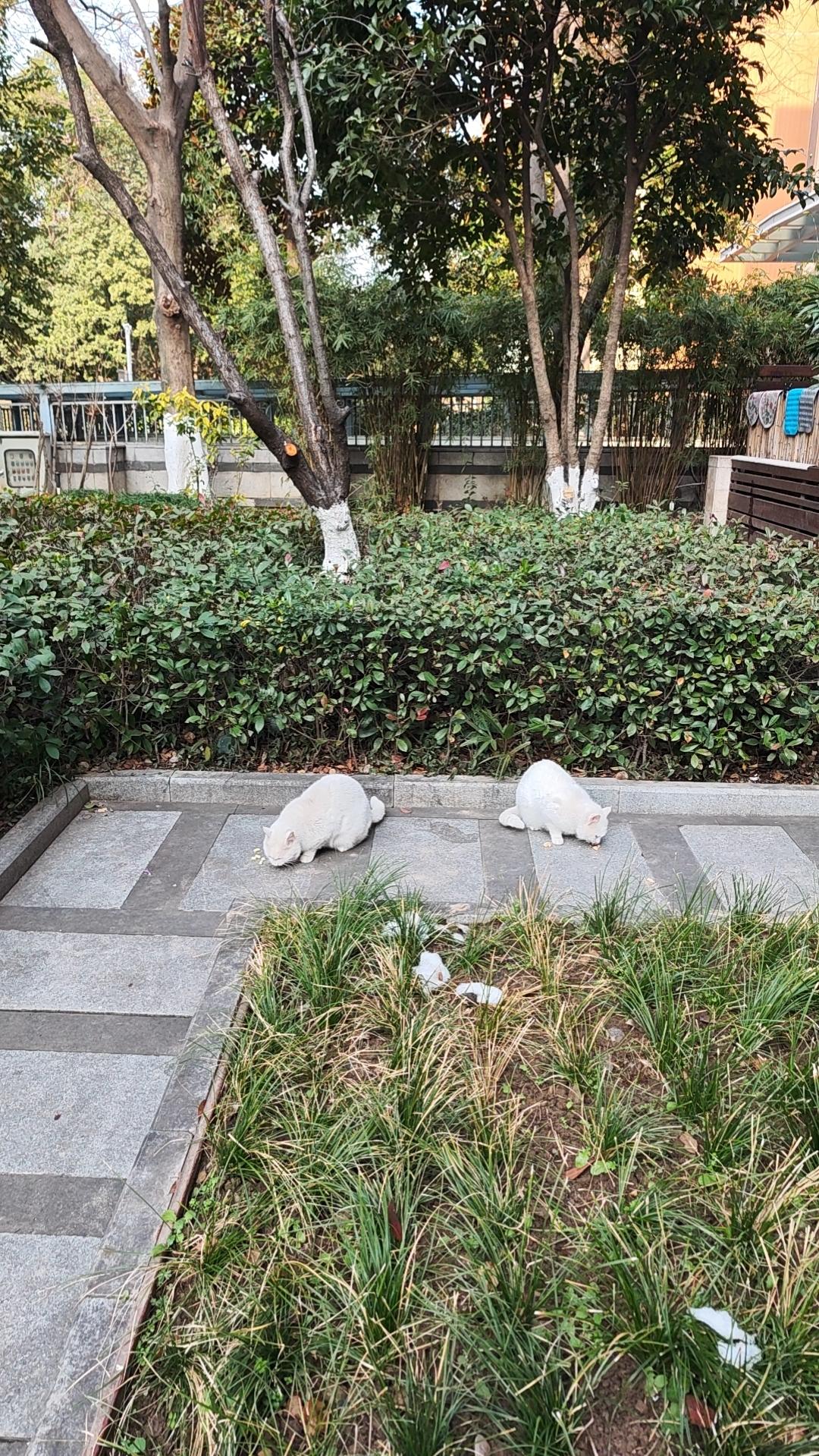 年轻的时候，我特别想住在那种下楼就可以喝咖啡有饭吃能逛街的老城区。
现在，我住的