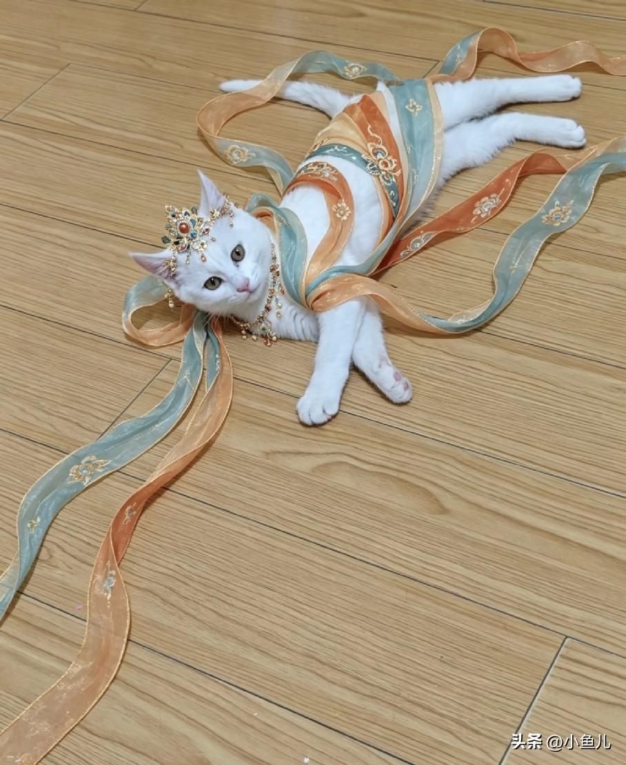 谁说猫咪只有高冷一面?

谁说猫咪就只会高冷摆脸子呀！其实小家伙们黏人起来，简直