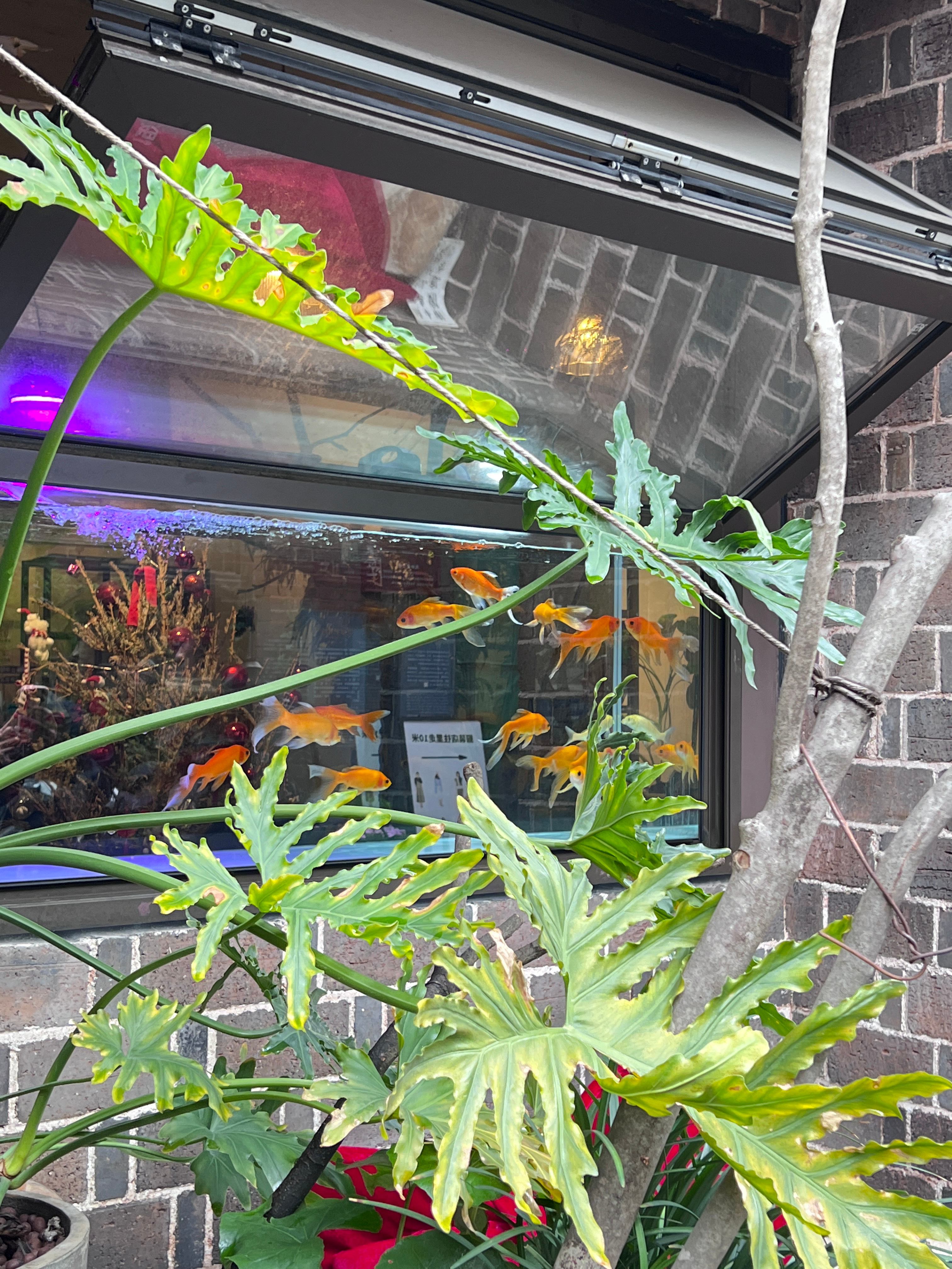 MOK_Plog 工作暂停，来吃湘喝辣 久违的solo trip随地大小吃太快乐