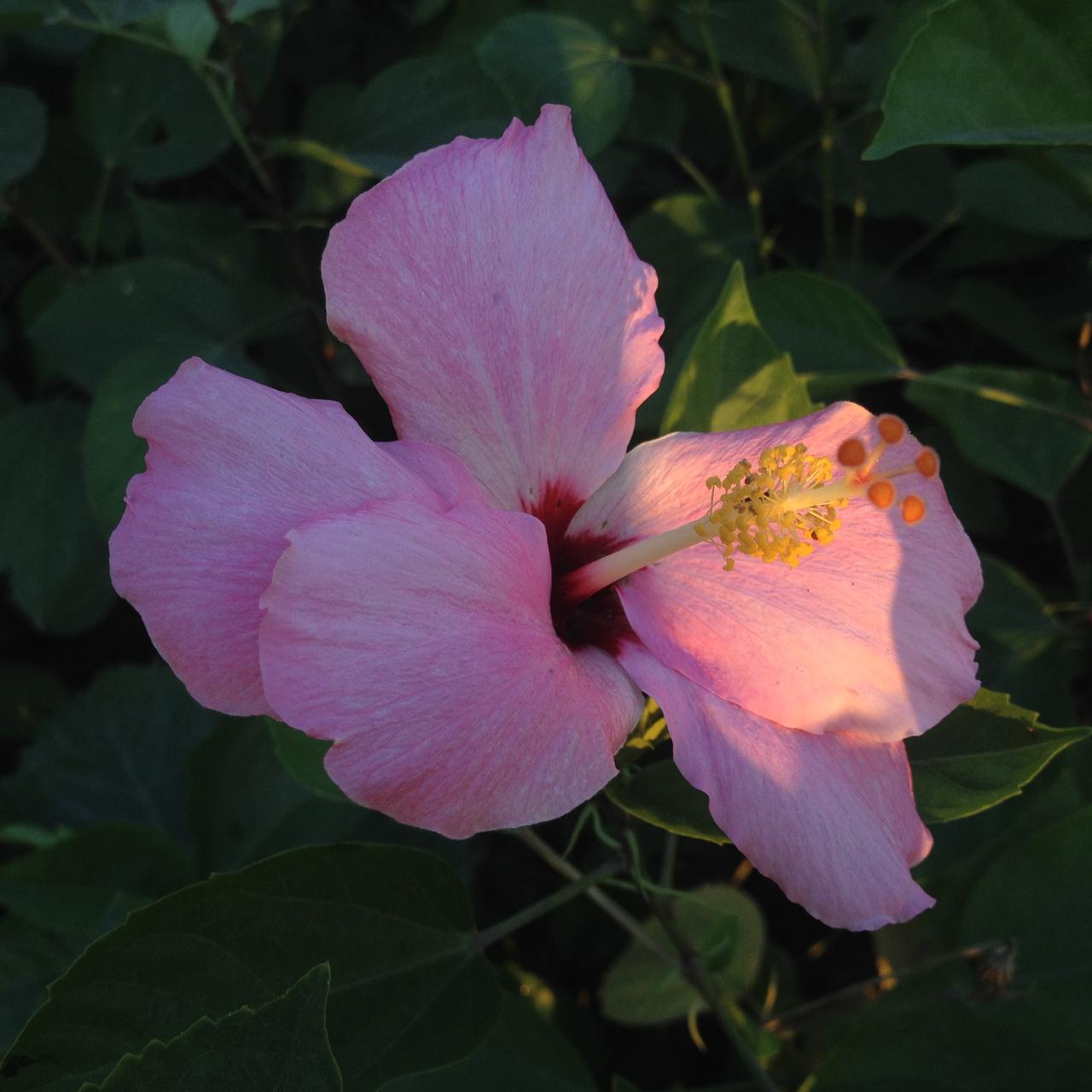 最近iPhone4在外网火了，外网销量激增1000%，回收价格涨60倍，刚咸鱼看