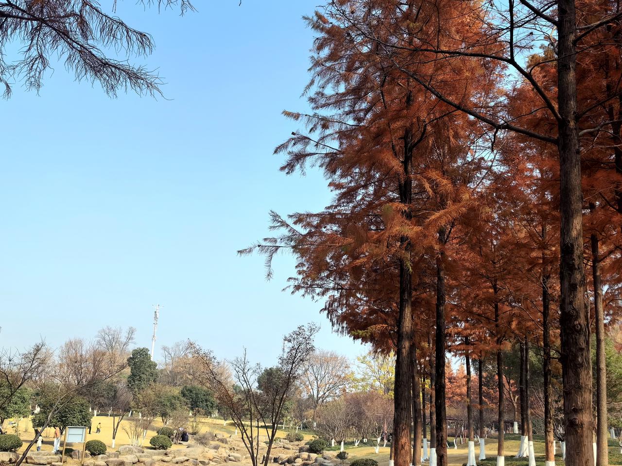 公园里那一排红树林（二）