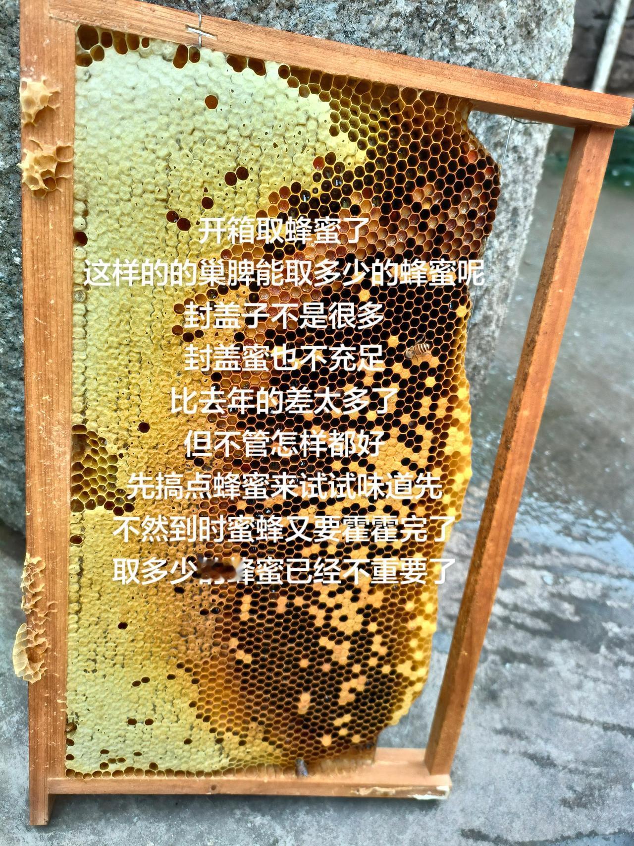 开箱取蜂蜜了
这样的的巢脾能取多少的蜂蜜呢
封盖子不是很多
封盖蜜也不充足
比去