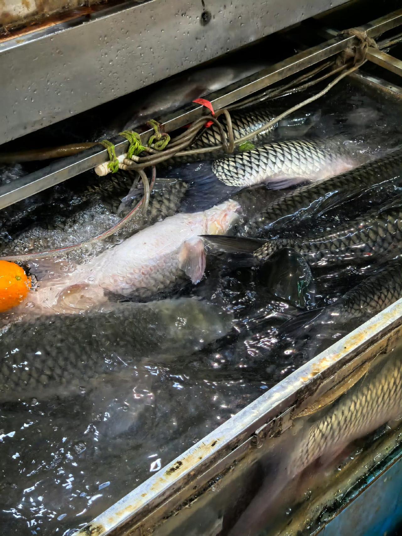 江西那个因为买鱼和摊主起冲突的女顾客，这次真的别怪网友不站你这边。
 
这段发生