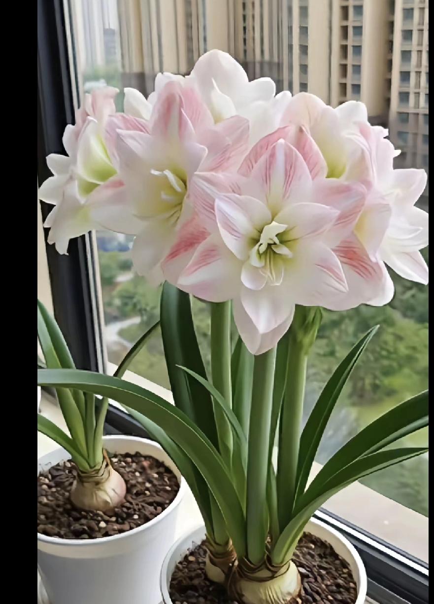 拍一张好看的花朵随手拍～