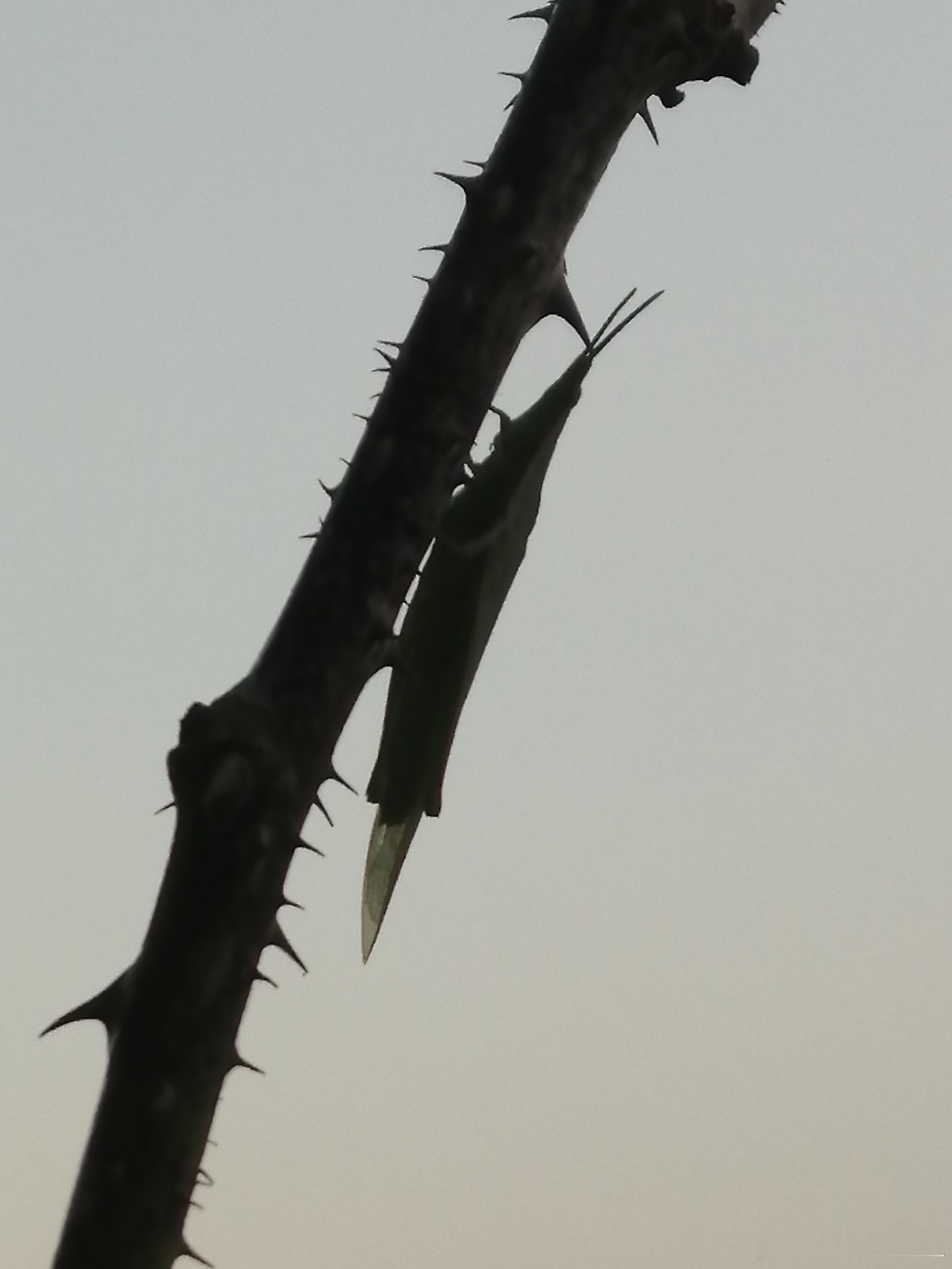 生活手记哪来的虫子？ 