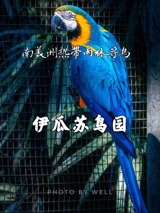 伊瓜苏鸟园——南美洲热带雨林寻鸟