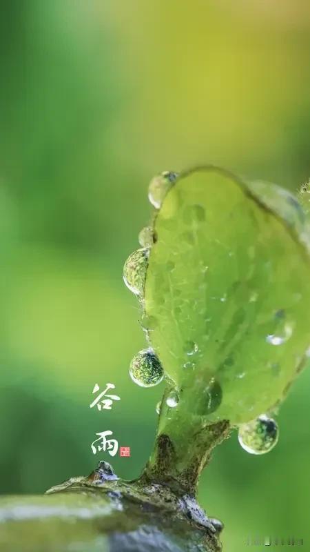 谷雨
 
一犁膏雨遍天涯，节过清明谷雨花。
溪涨新波浮鸭绿，风梳柔柳拂烟斜。
农